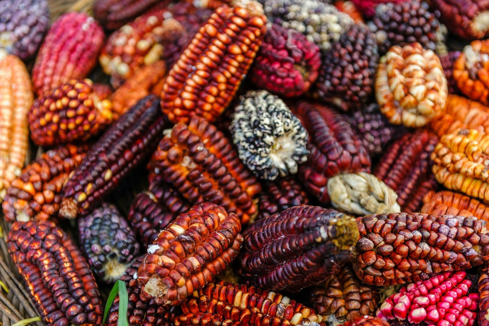 What to Eat in Arequipa: A Food Guide (2026)