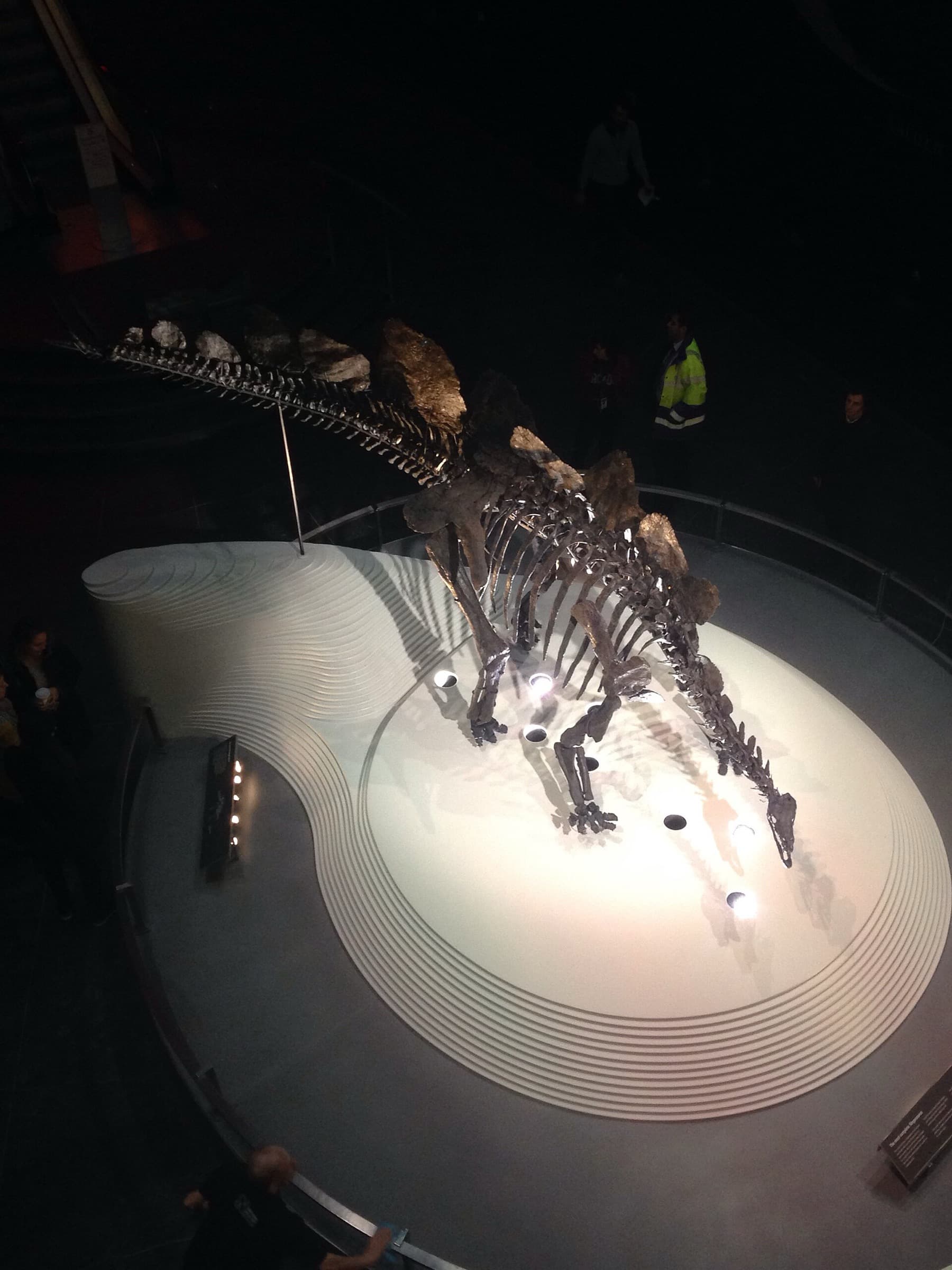 Sophie the Stegosaurus: The Real Skeleton in Earth Hall