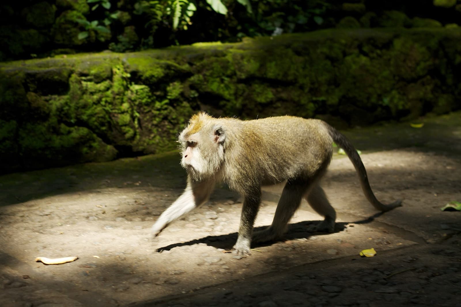 The Sacred Monkey Forest: Why Ubud's Macaques Live Inside a Temple