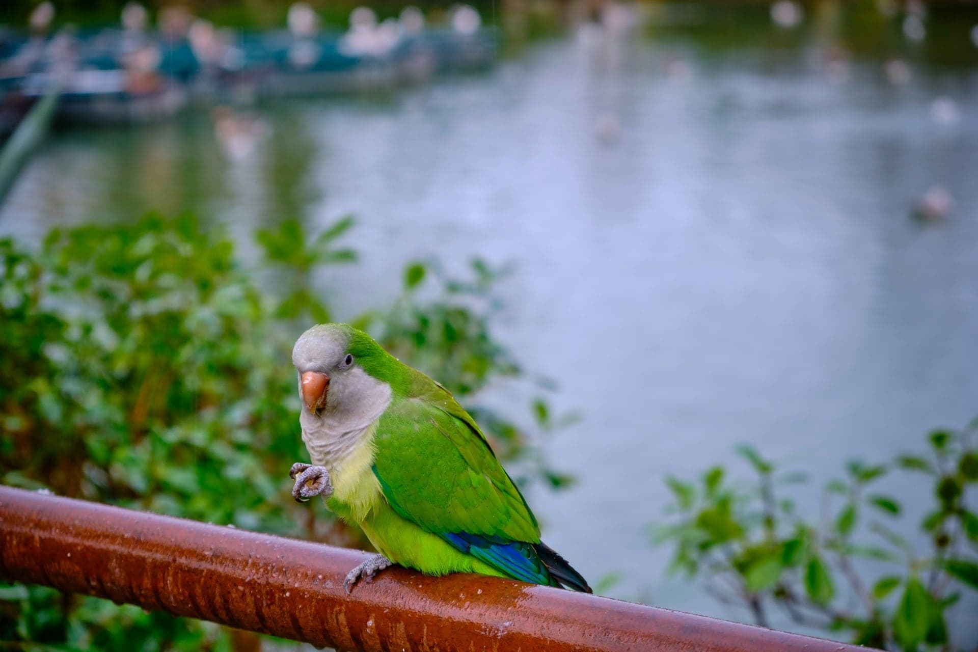 The Lake and the Parakeets