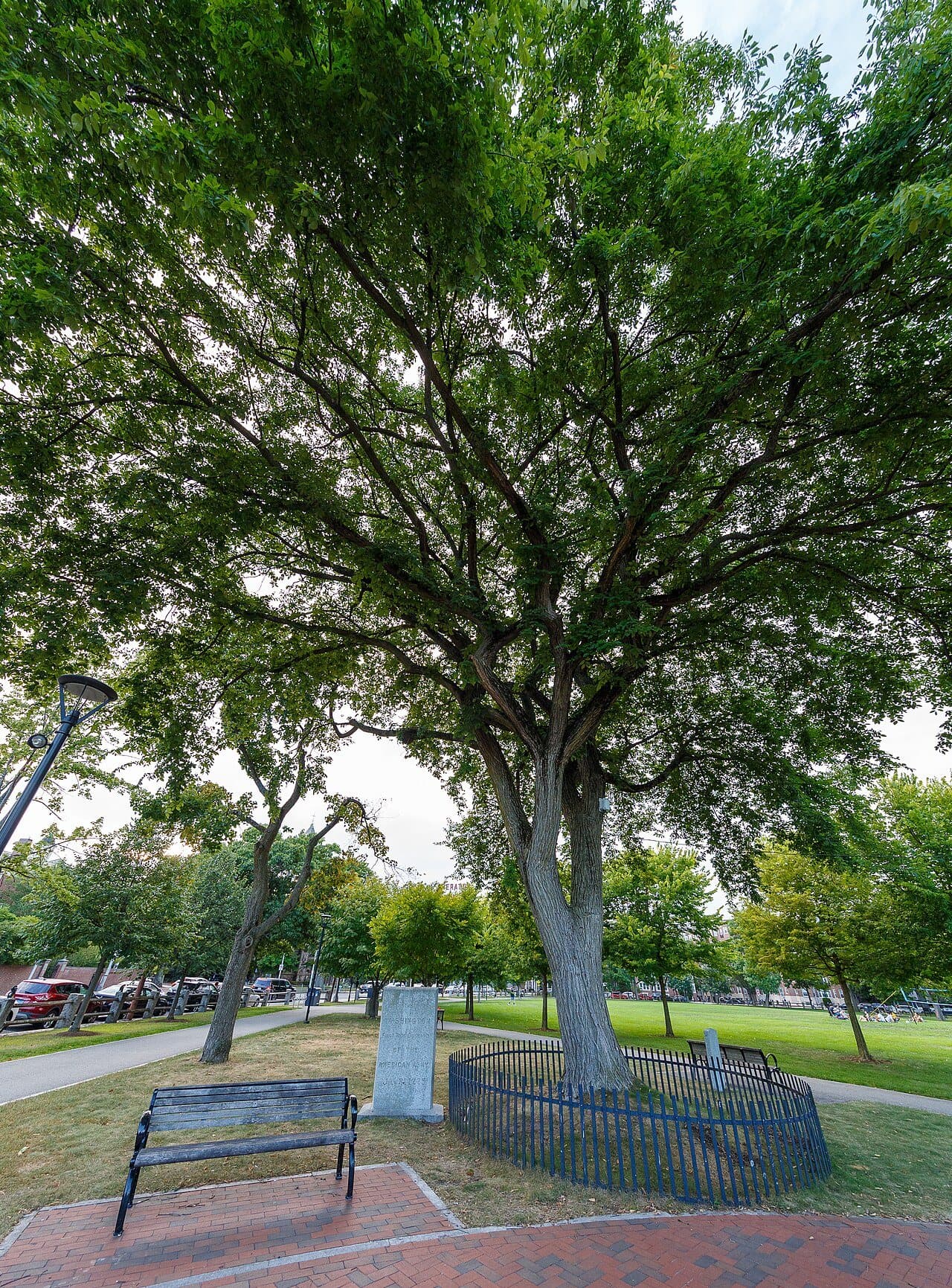 Cambridge Common and the Washington Elm: A Legend in Granite