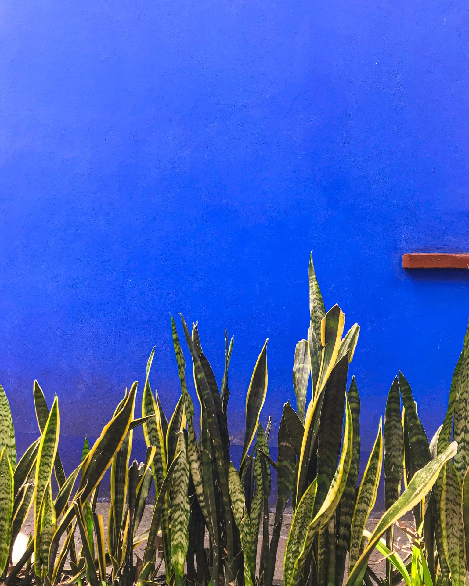 Casa Azul: Blue Walls Around a Garden and an Exile
