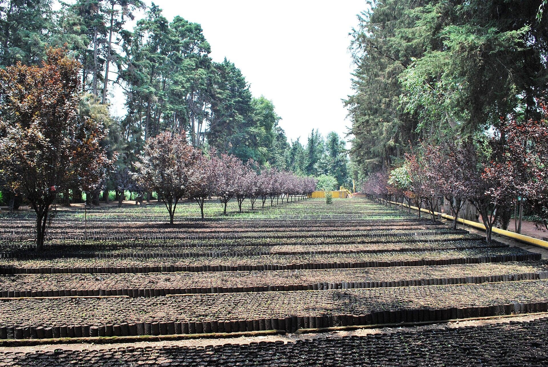 Viveros de Coyoacán: One Park for the Trees and the Village