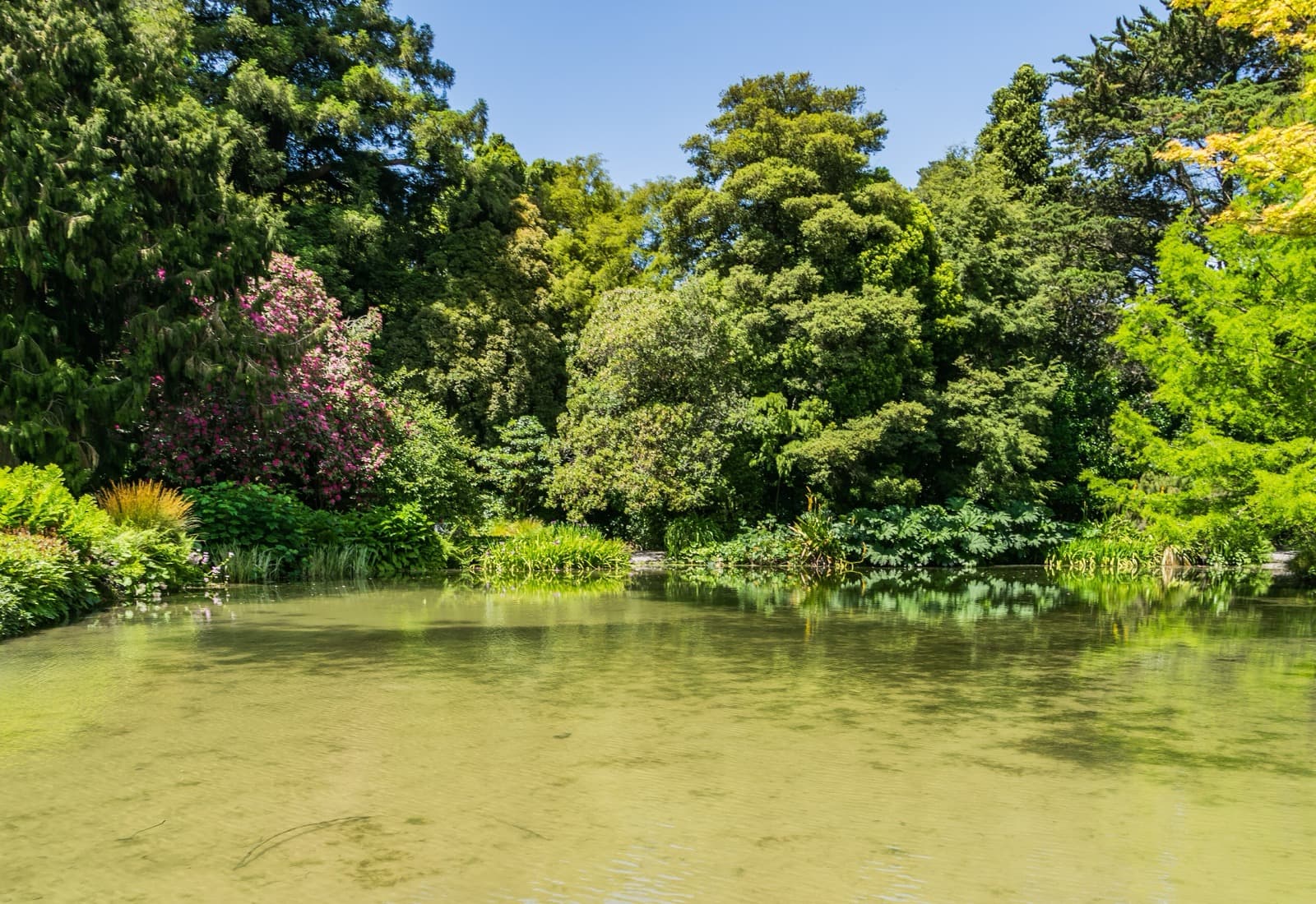 The Christchurch Botanic Gardens: Why a Garden City Grew Around One Oak