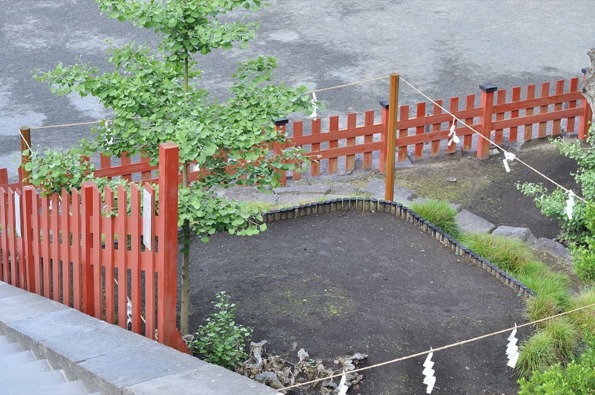 The Great Ginkgo of Tsurugaoka Hachimangu: The Tree, the Legend, and the Shogun Killed on the Steps