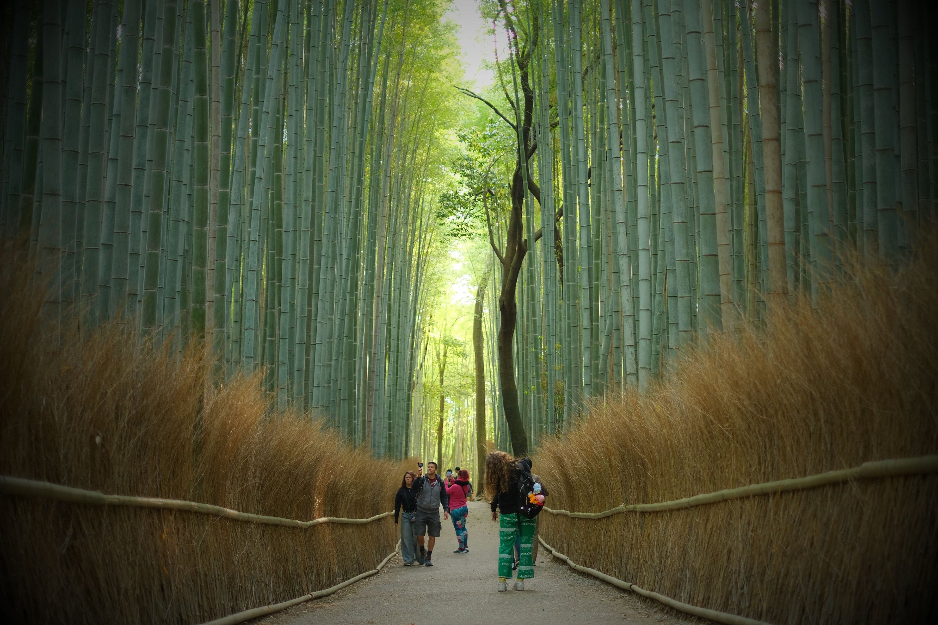 Arashiyama: Bamboo Grove and Togetsukyo Bridge