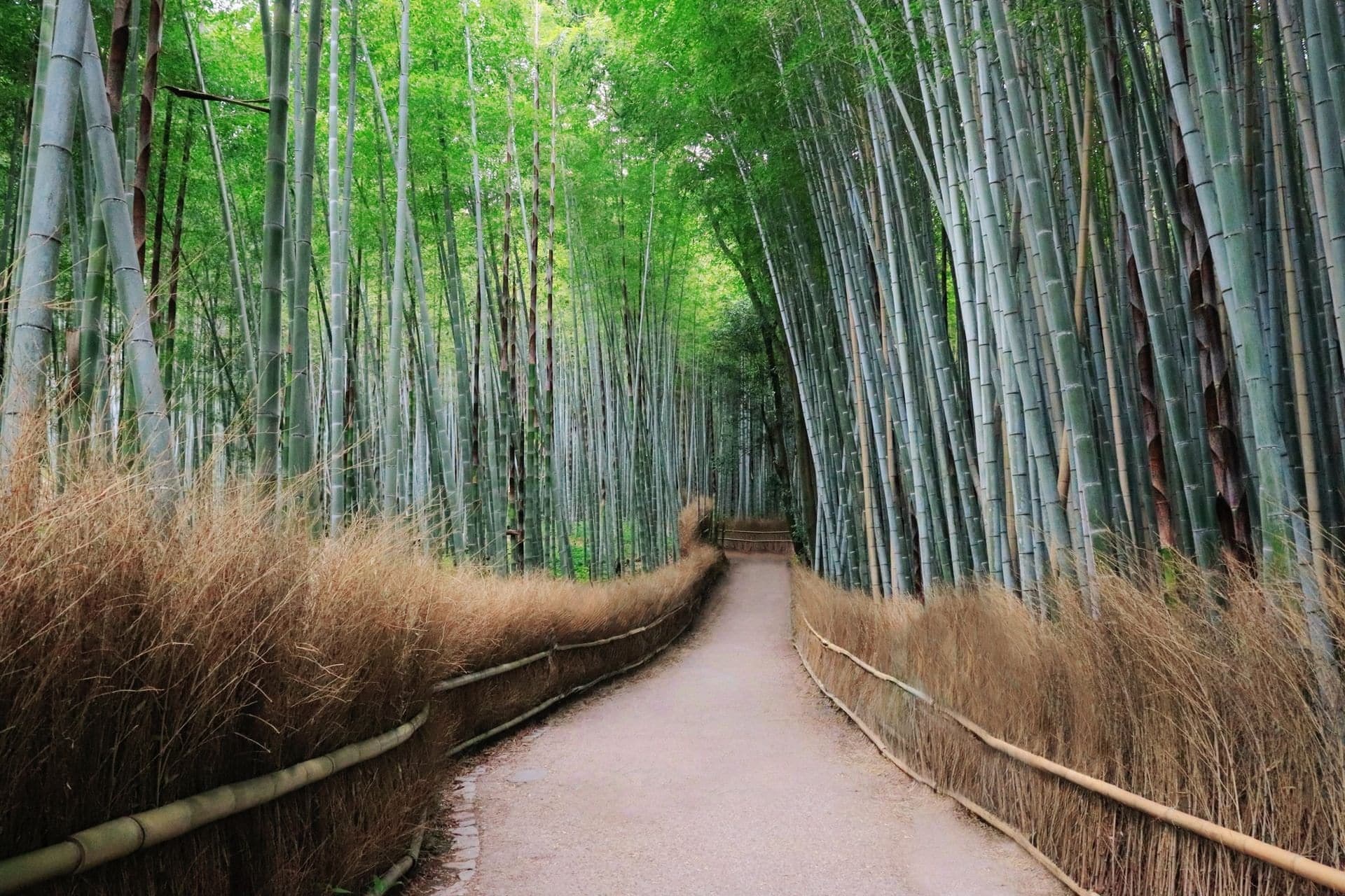 Bamboo Grove: A Forest That Is Kept