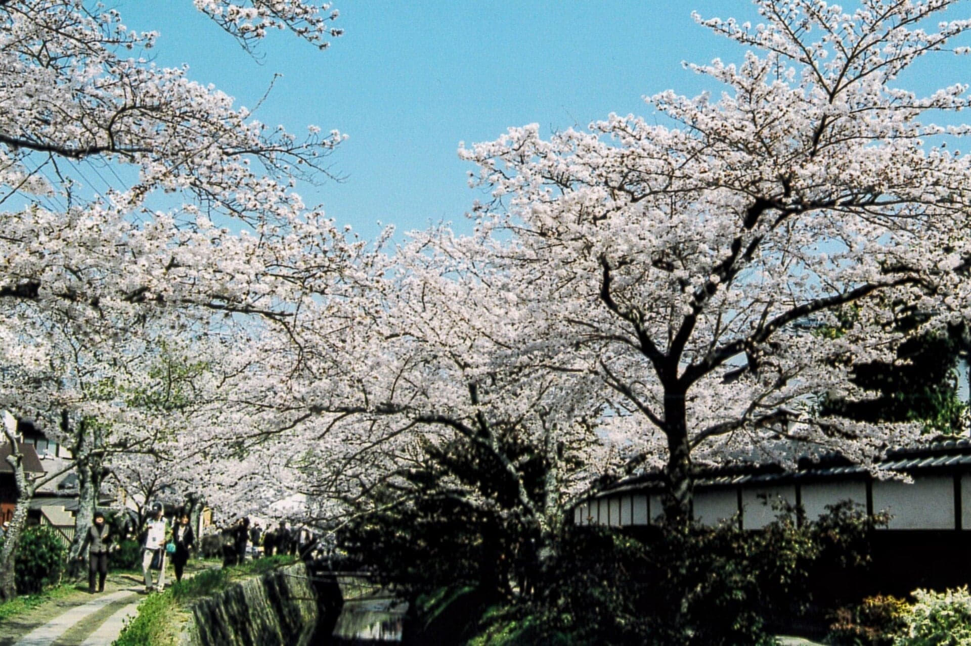 Kansetsu Cherries: A Painter's Gift
