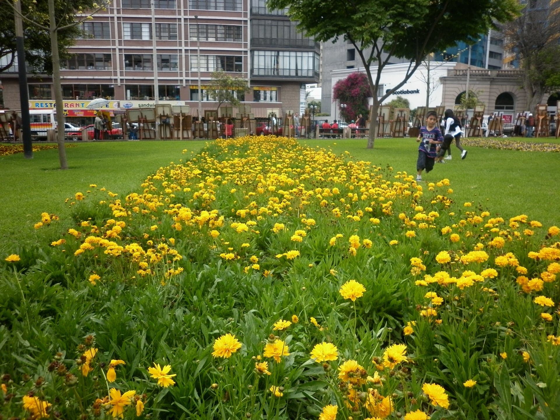 Parque Kennedy: The Park and Its Cats