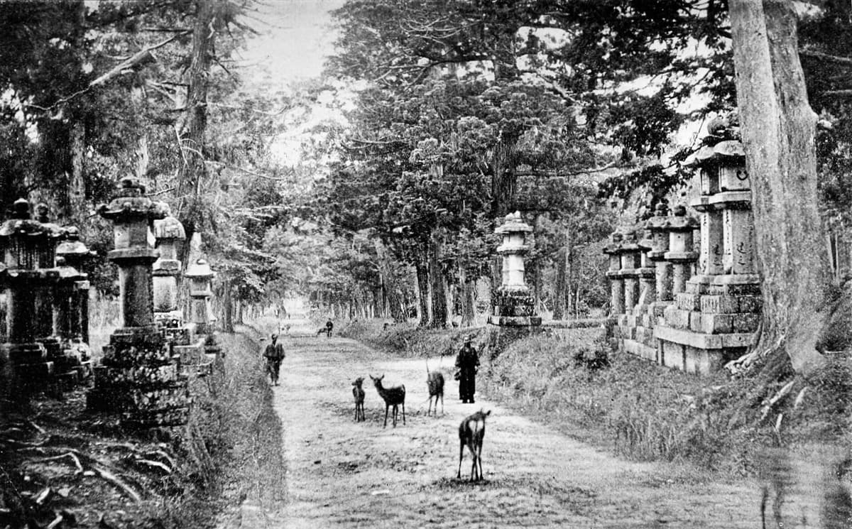 The Lantern-Lined Approach and the Sacred Deer