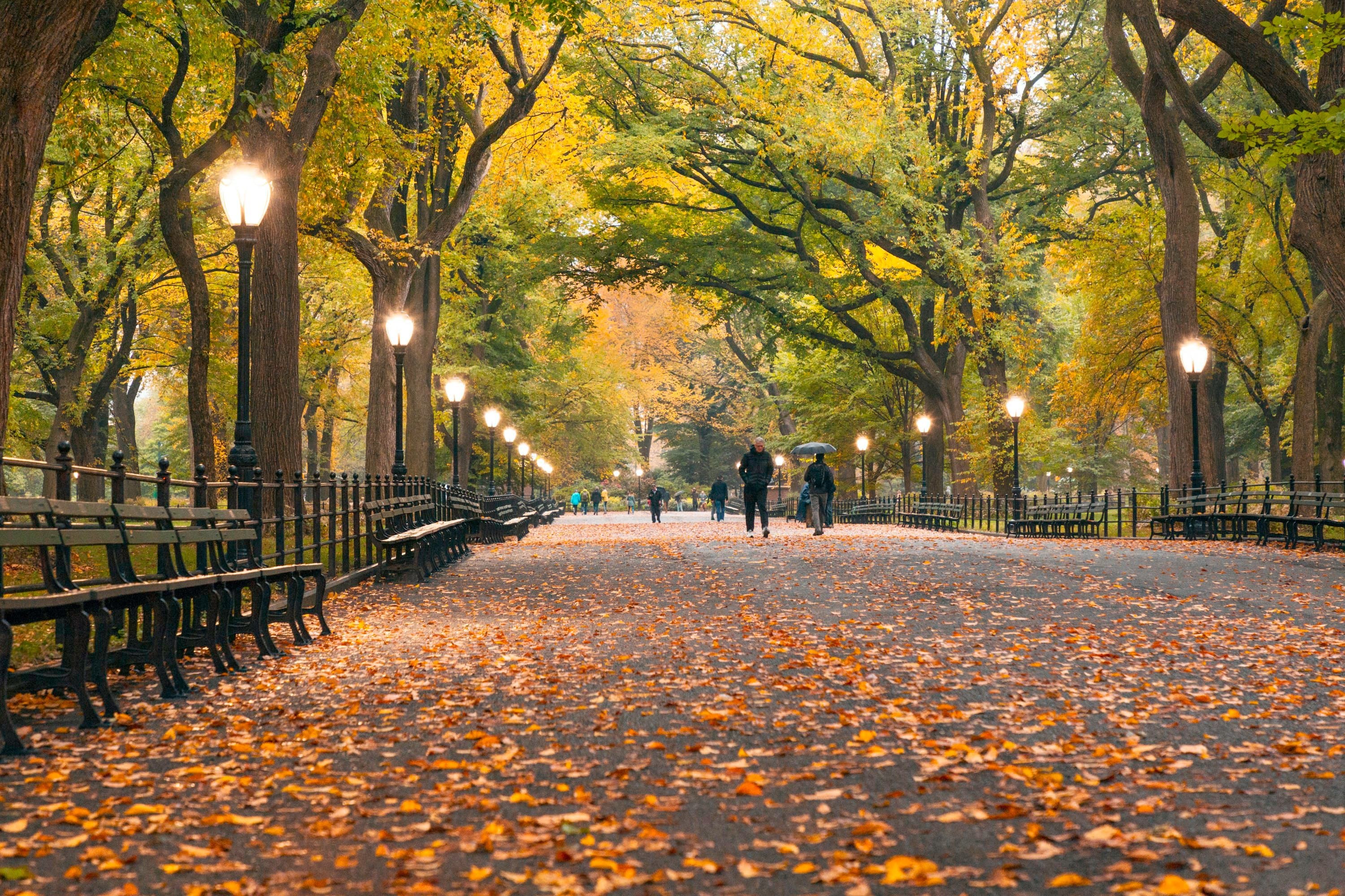 Central Park: A Wilderness Built by Hand