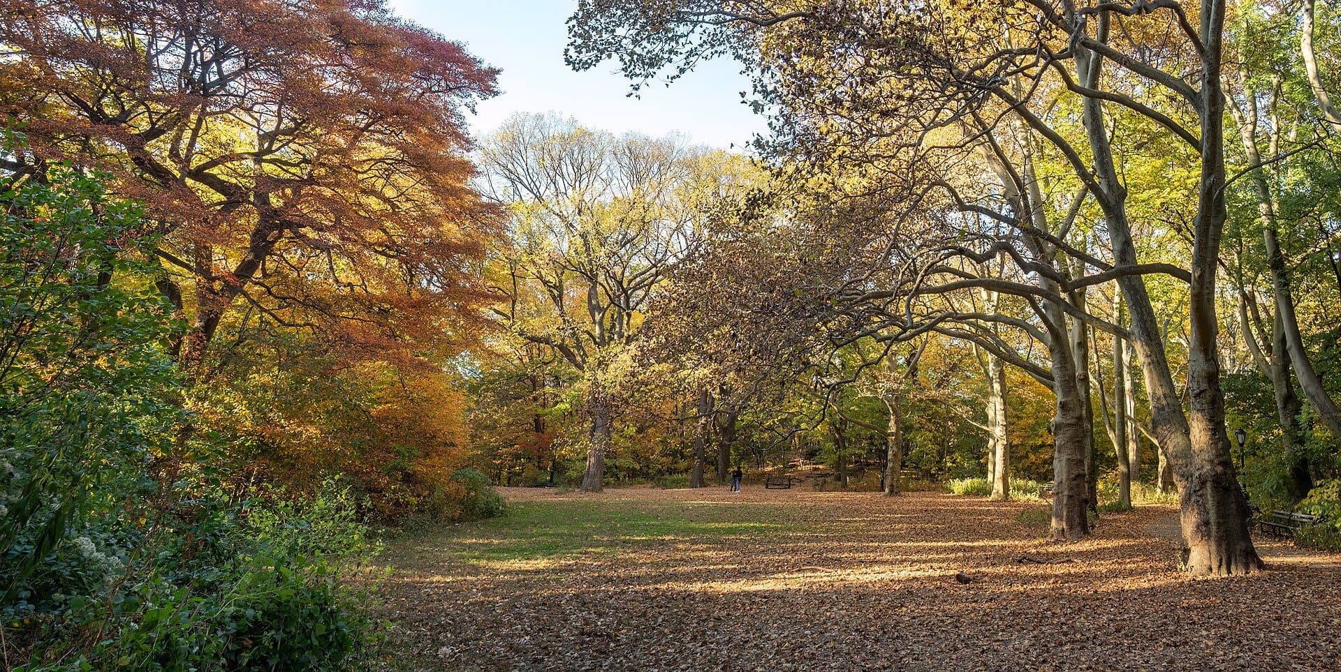 The Ramble: A Forest With Plumbing