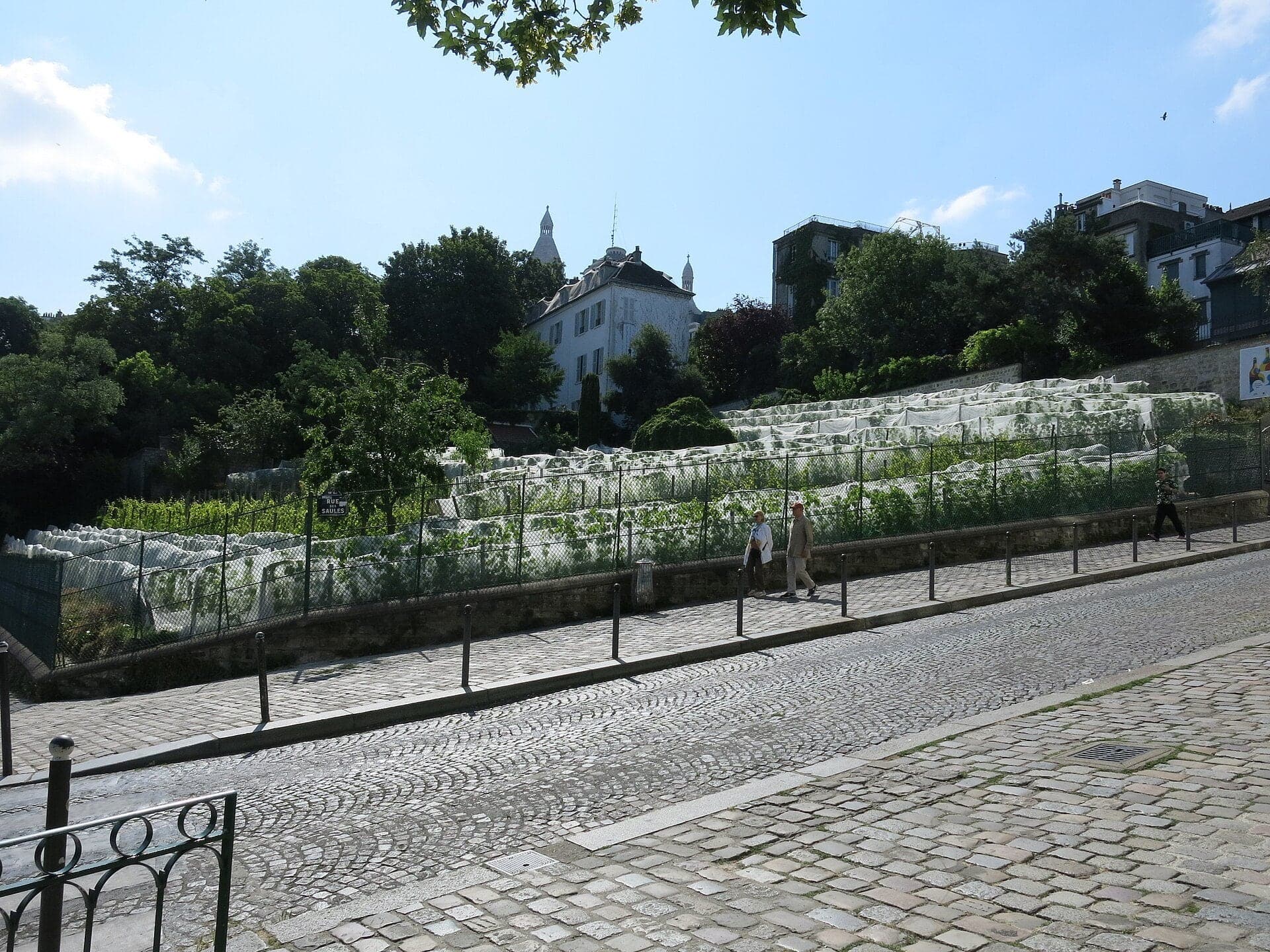 Lapin Agile and the Vineyard: Two Survivors