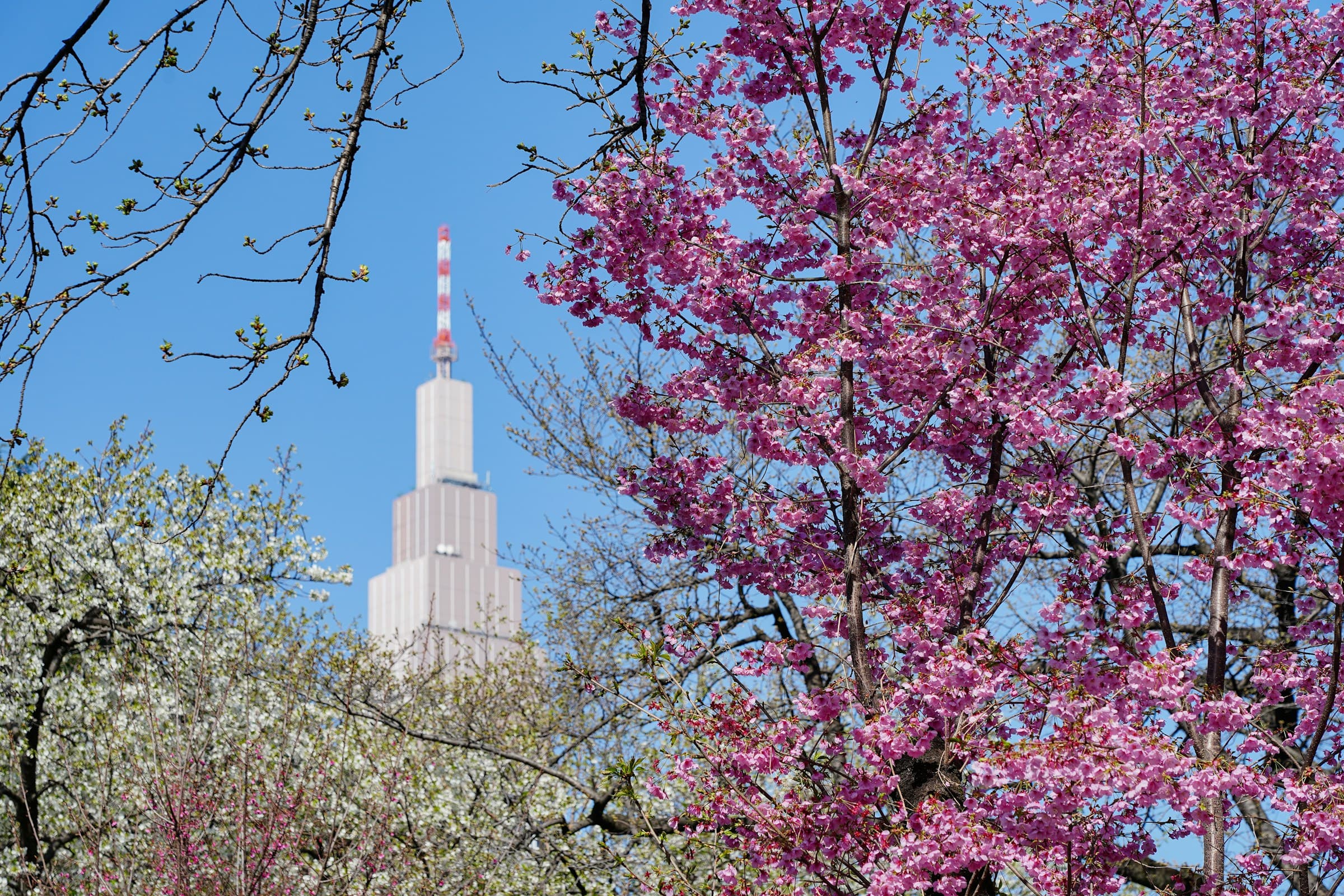 Shinjuku Gyoen: The Estate That Named Shinjuku