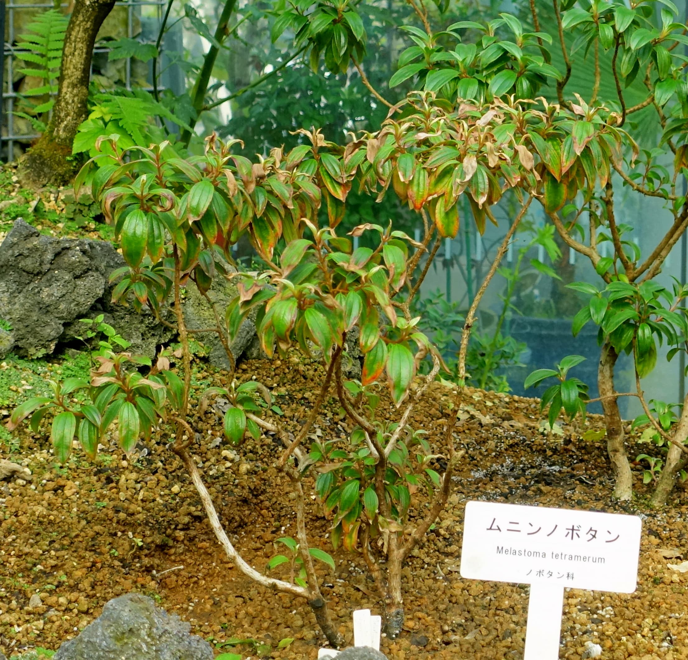 Inside the Greenhouse: The Ogasawara Islands