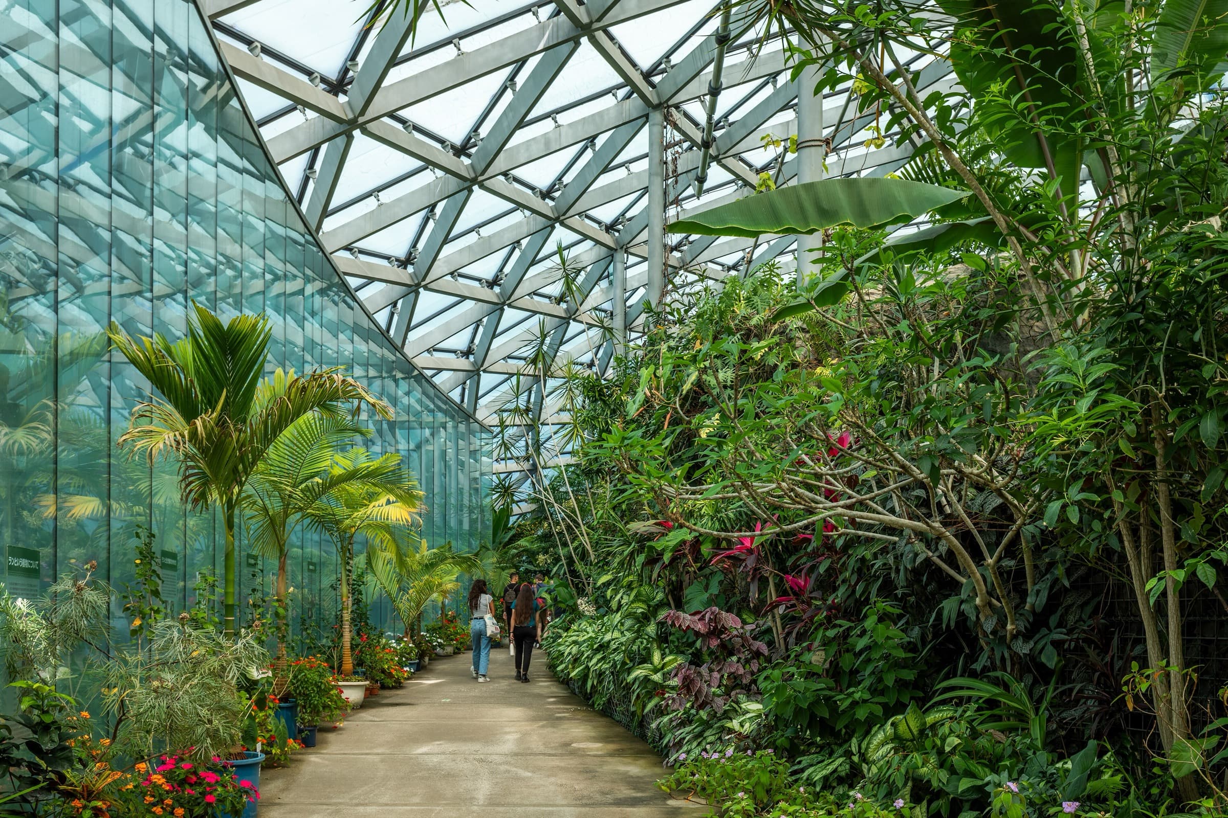 Inside the Greenhouse: Orchids Named Shinjuku