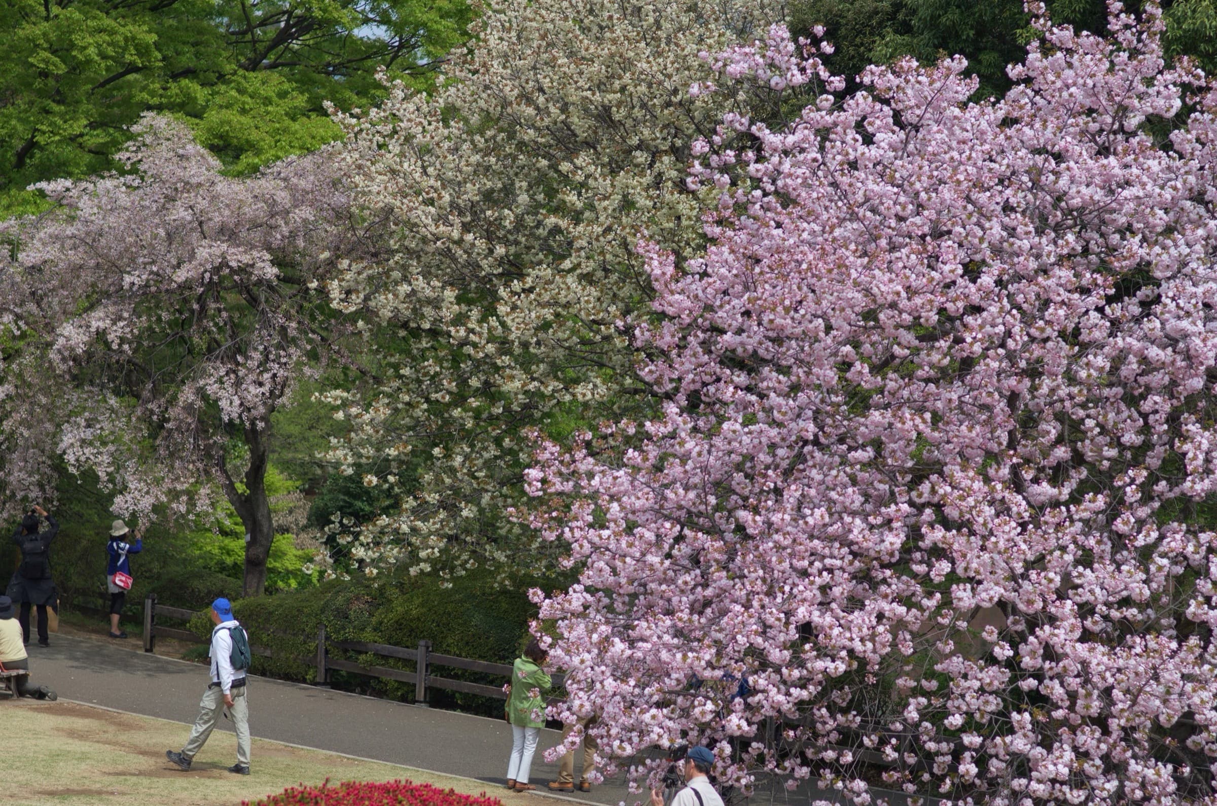 Middle Pond: Three Hundred Cherry Trees