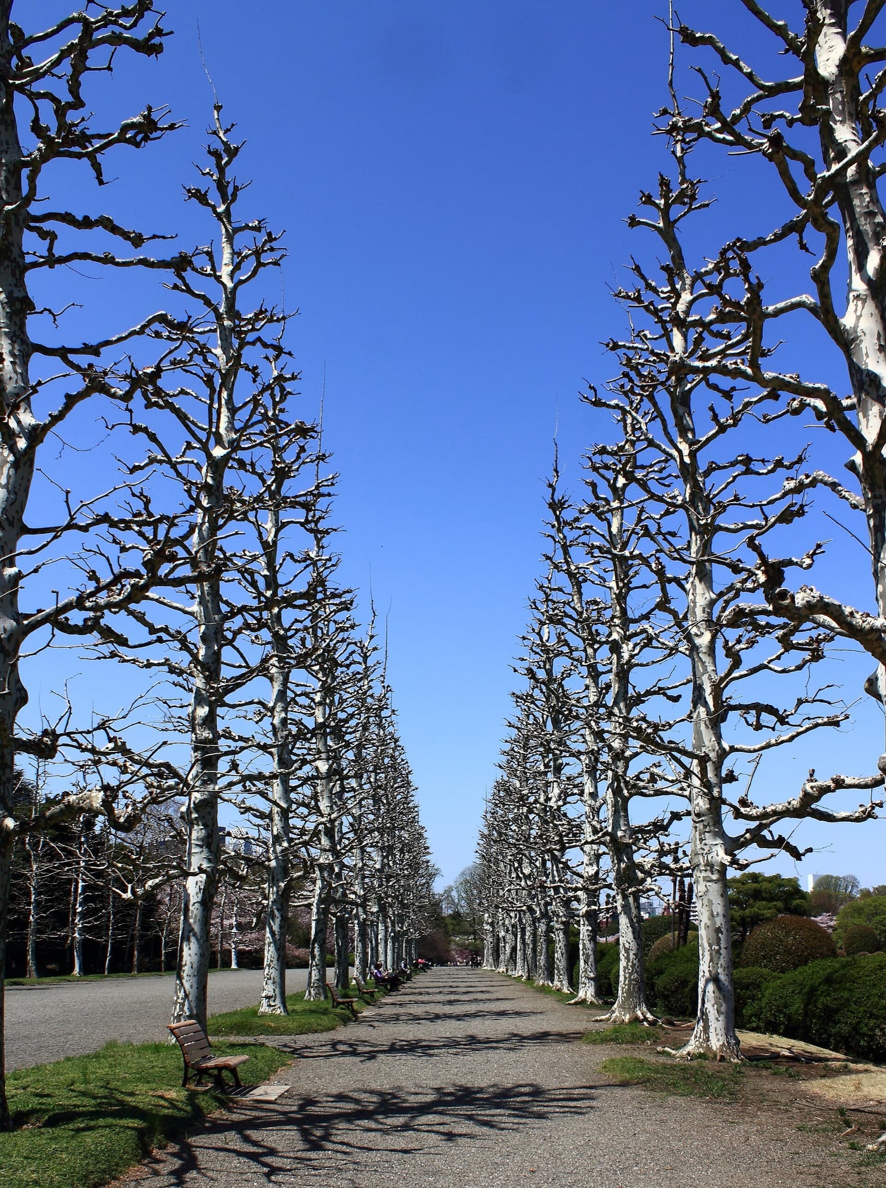The Formal Garden: Paris by Way of Versailles