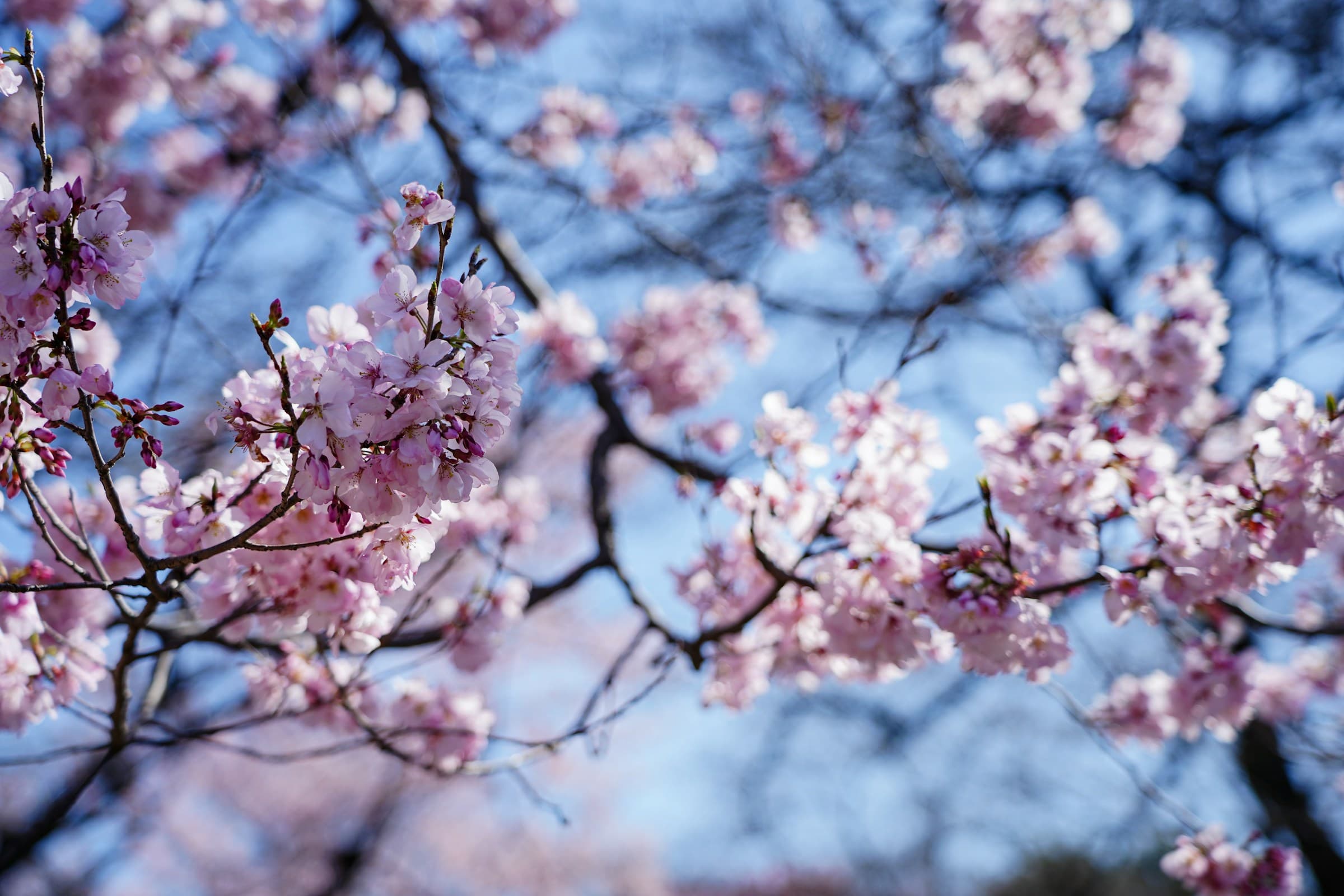 Middle Pond: Three Hundred Cherry Trees