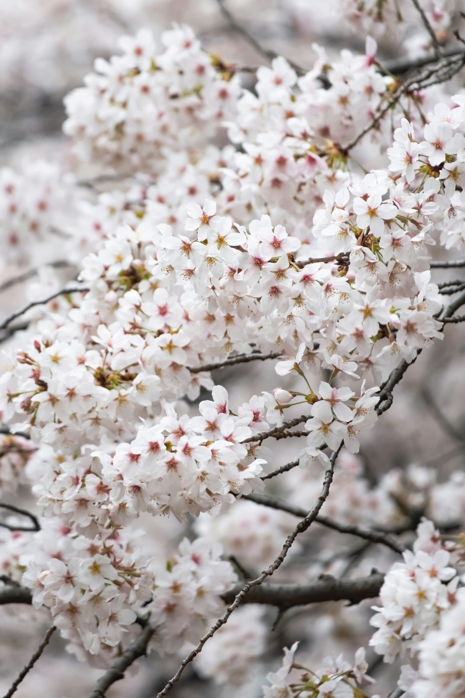 Middle Pond: Three Hundred Cherry Trees