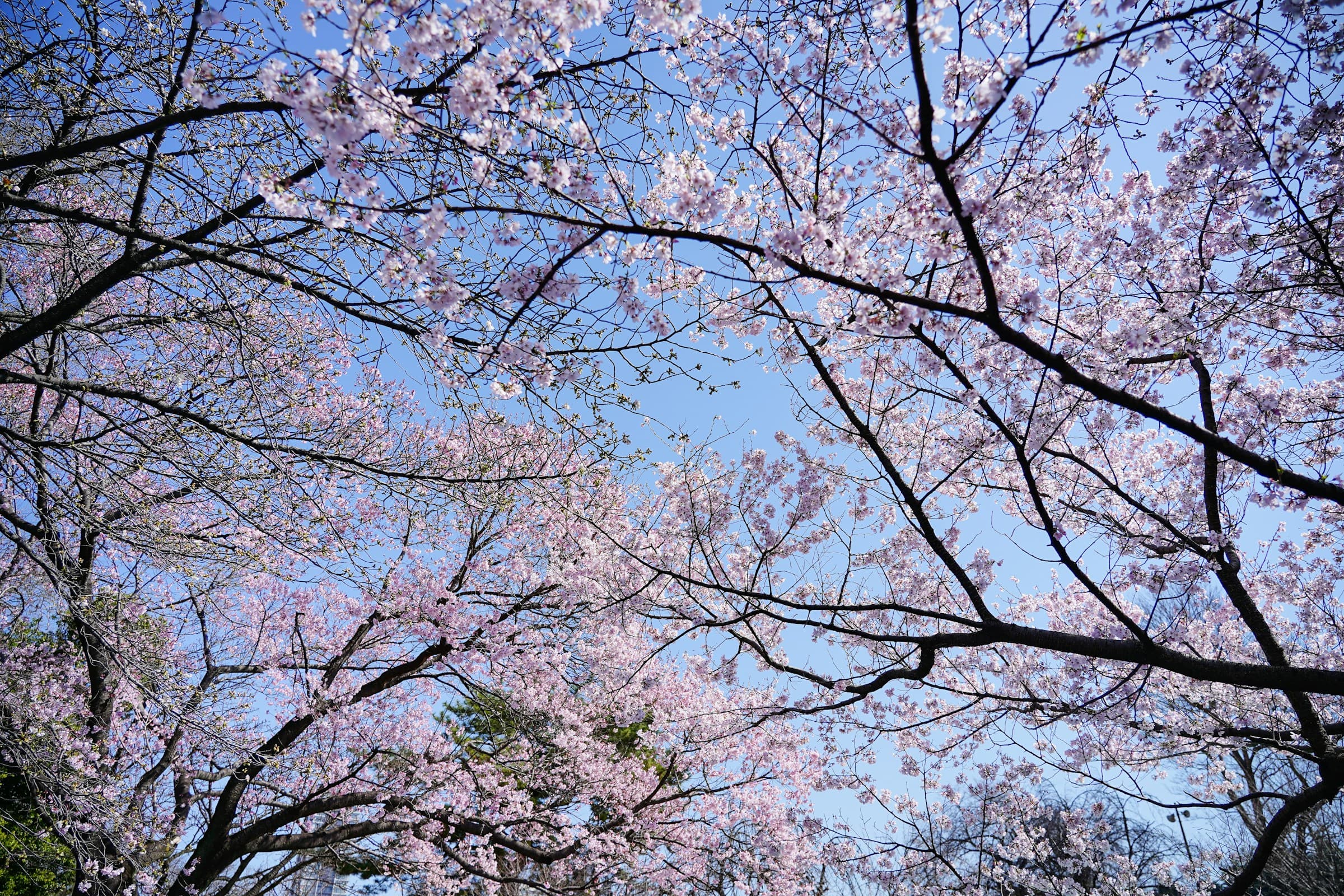 Middle Pond: Three Hundred Cherry Trees