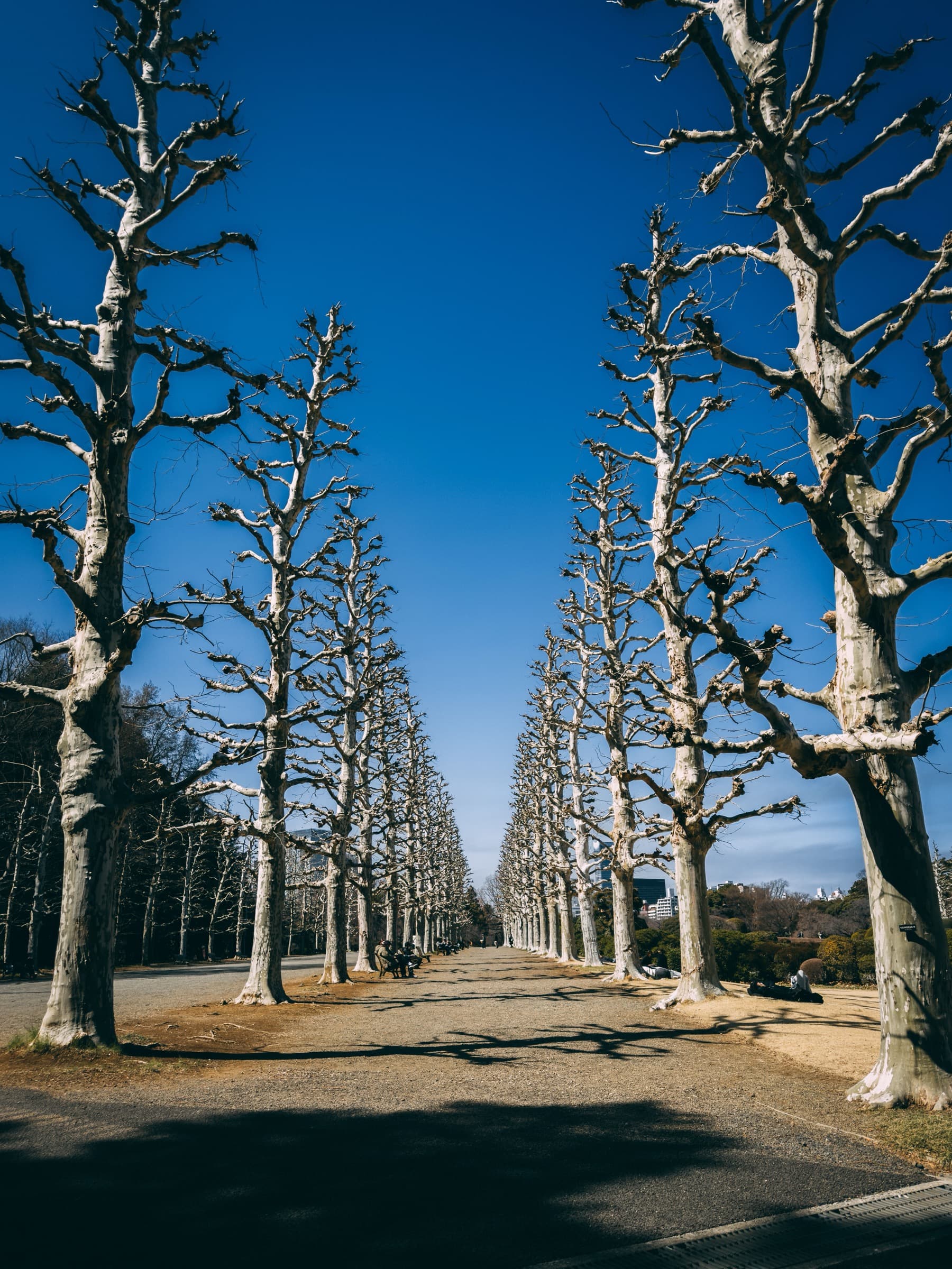 The Formal Garden: Paris by Way of Versailles