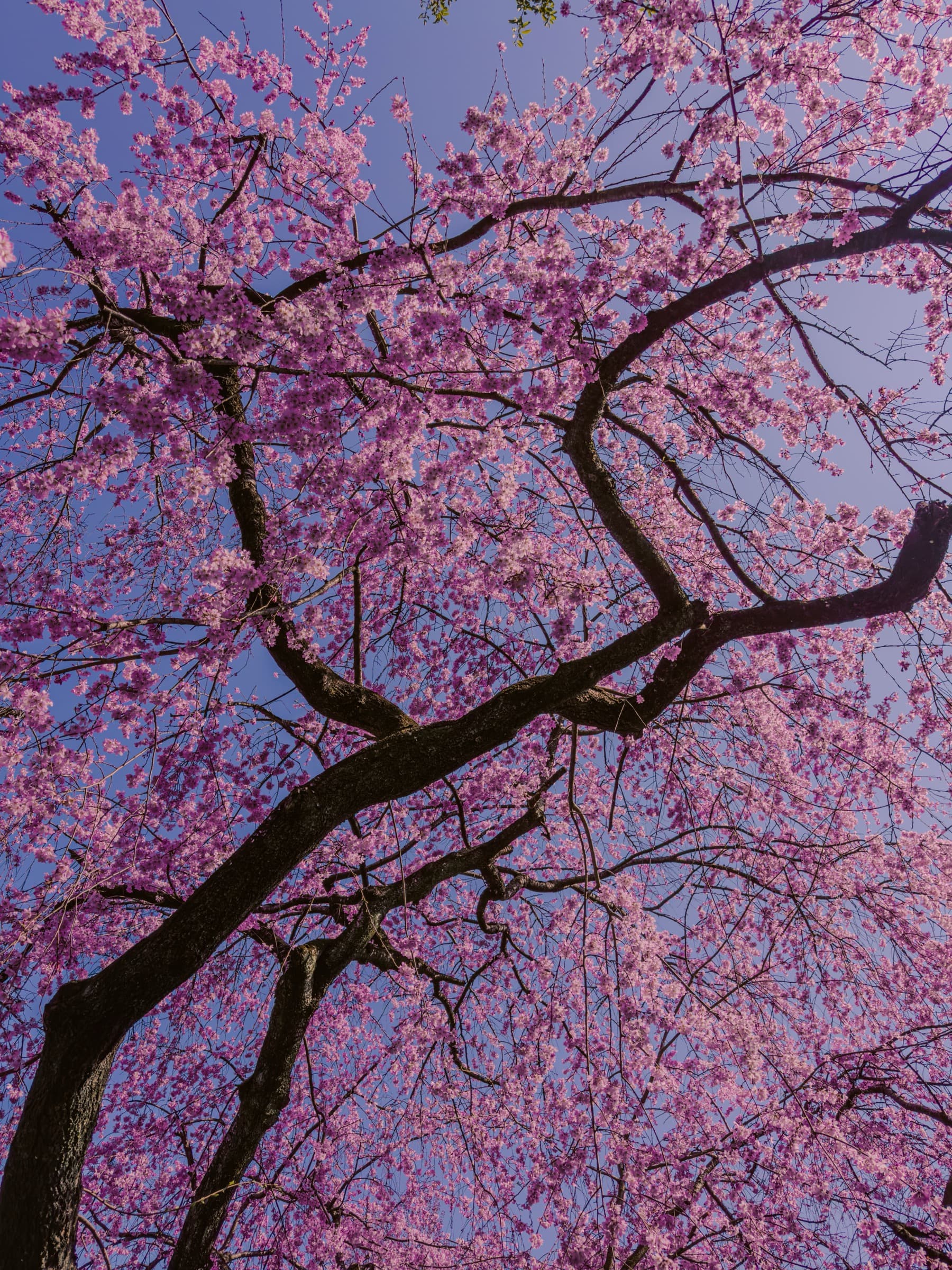 Middle Pond: Three Hundred Cherry Trees