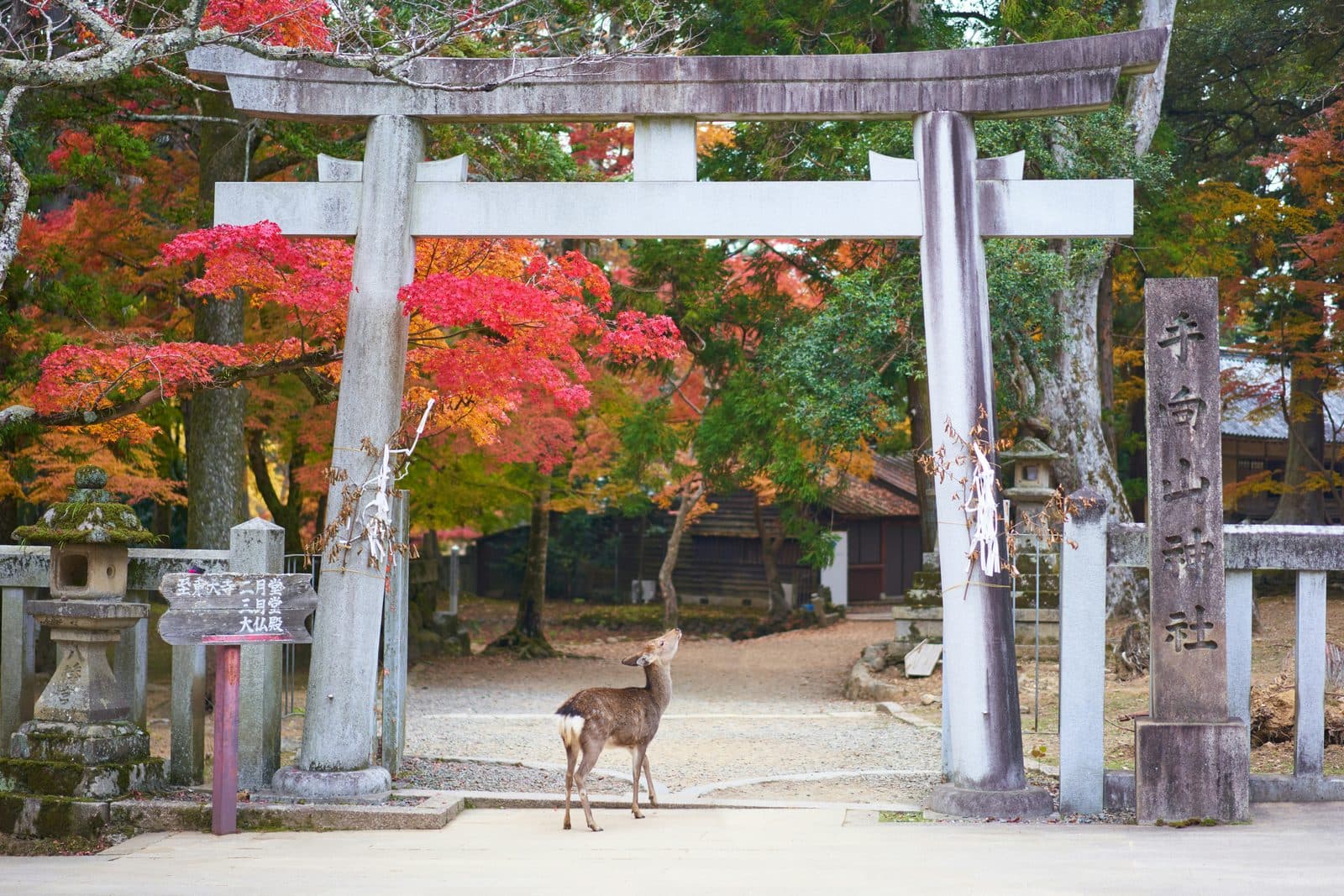 Nara Travel Guide: Day Trip from Kyoto or Osaka, the Deer, How Long You Need (2026)
