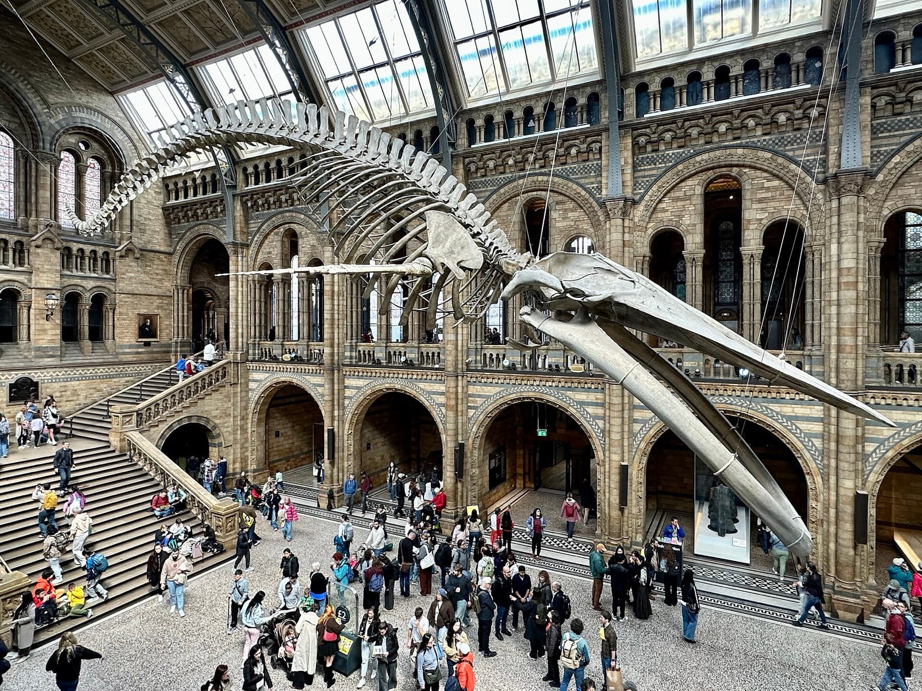 Hope the Blue Whale: The Story of the Skeleton in Hintze Hall