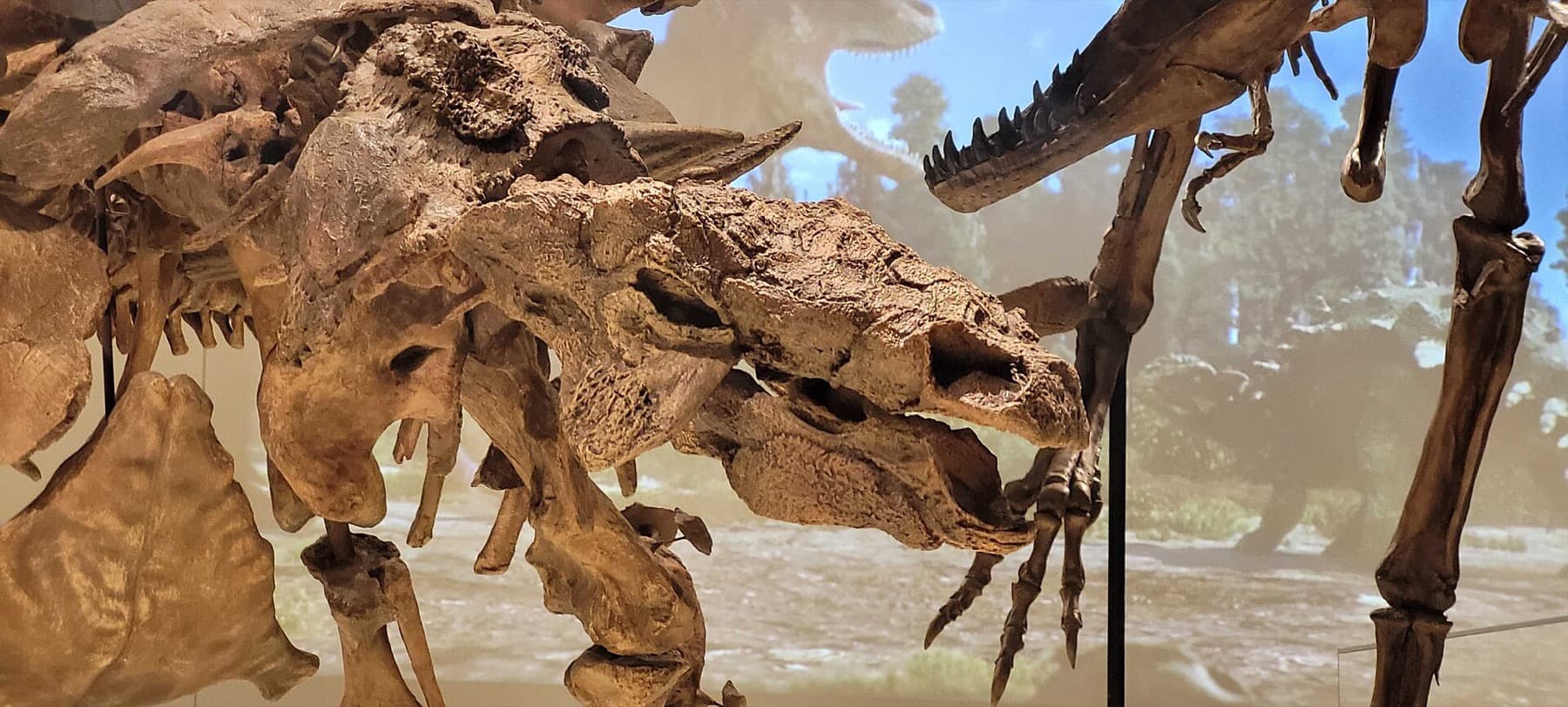 Zuul: The ROM's Armoured Dinosaur, Skin and All