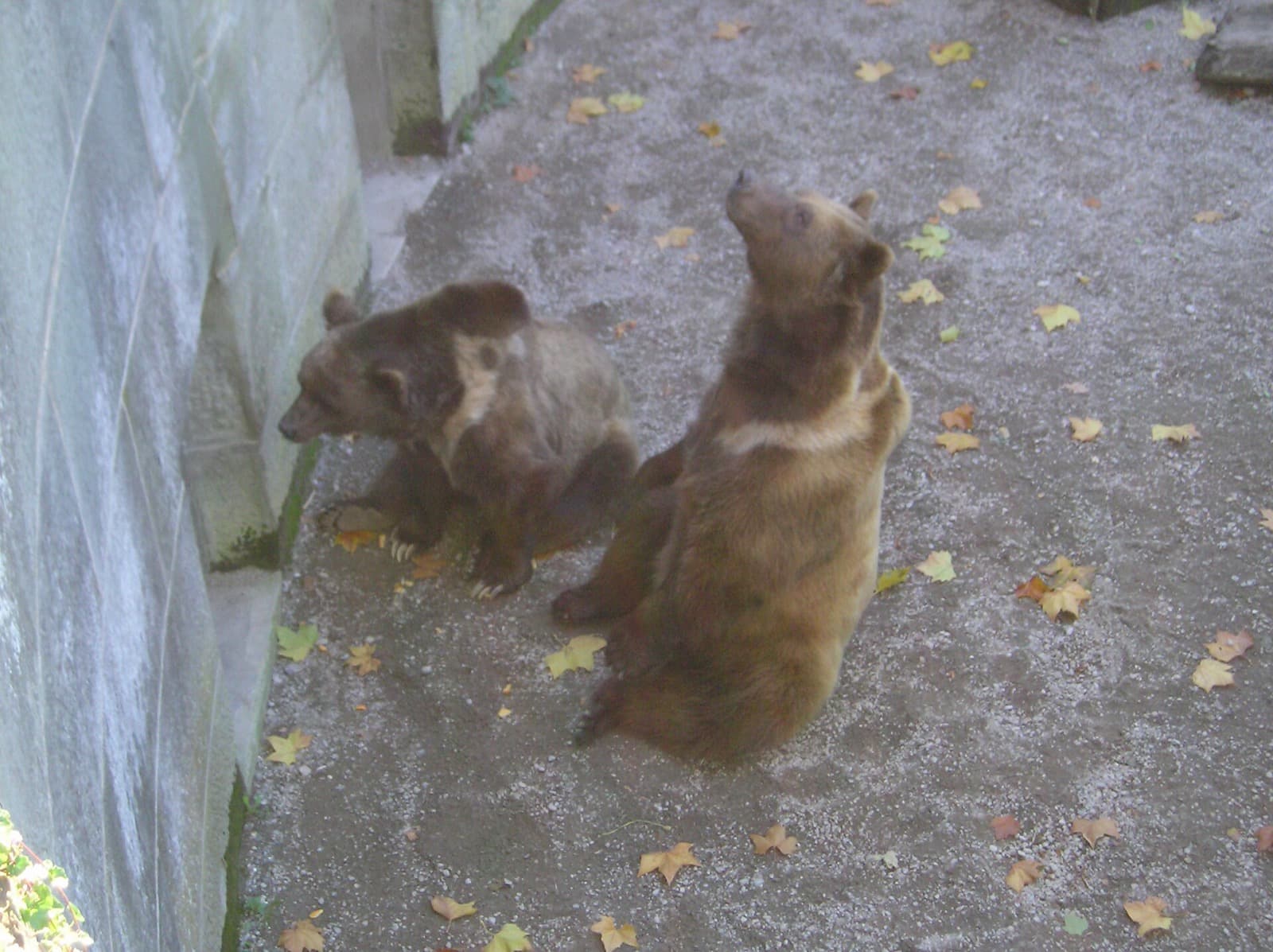 BaerenPark in Bern: How a Founding Legend Became Living Bears