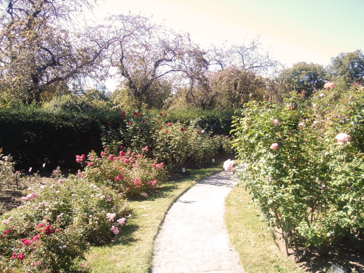 Kelleher Rose Garden: The Hidden Shurcliff Layer