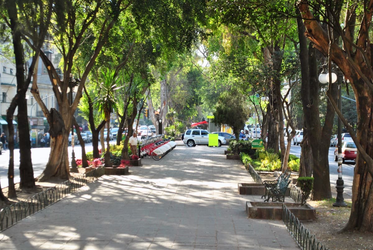 Avenida Alvaro Obregon: The Morning the Fantasy Ended