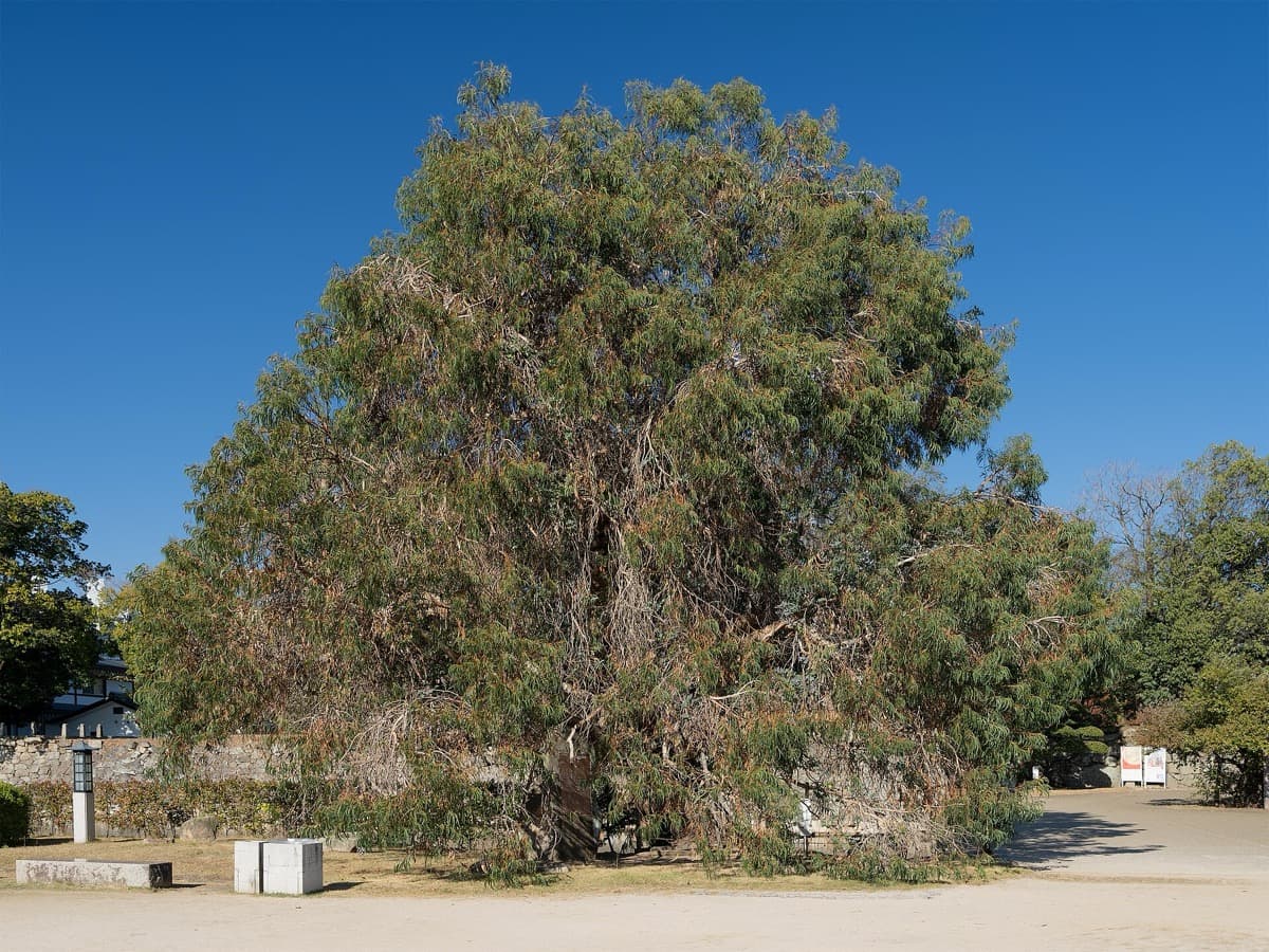 The Survivor Trees of the Castle Grounds