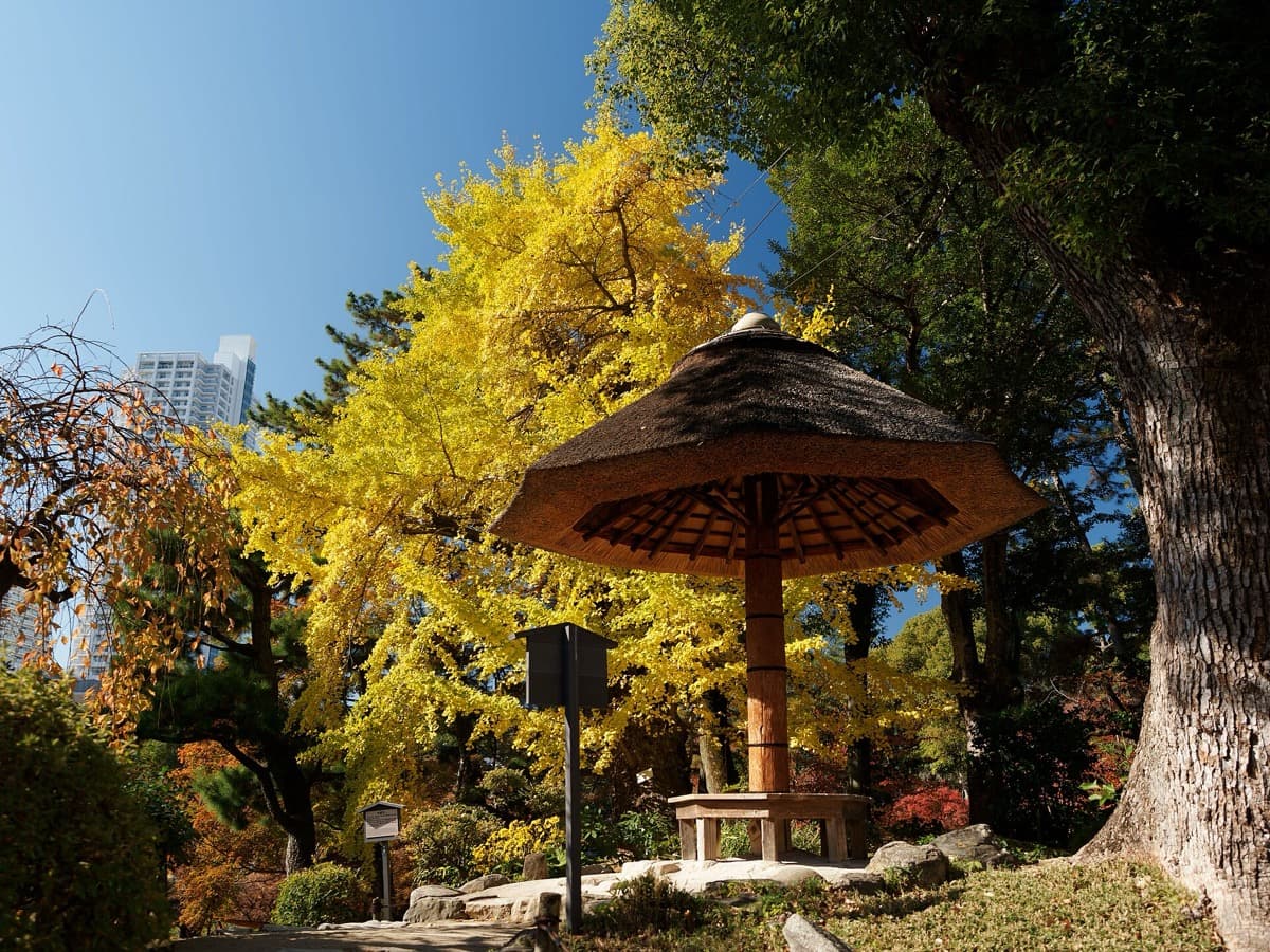 The Survivor Trees of Shukkei-en: The Leaning Ginkgo