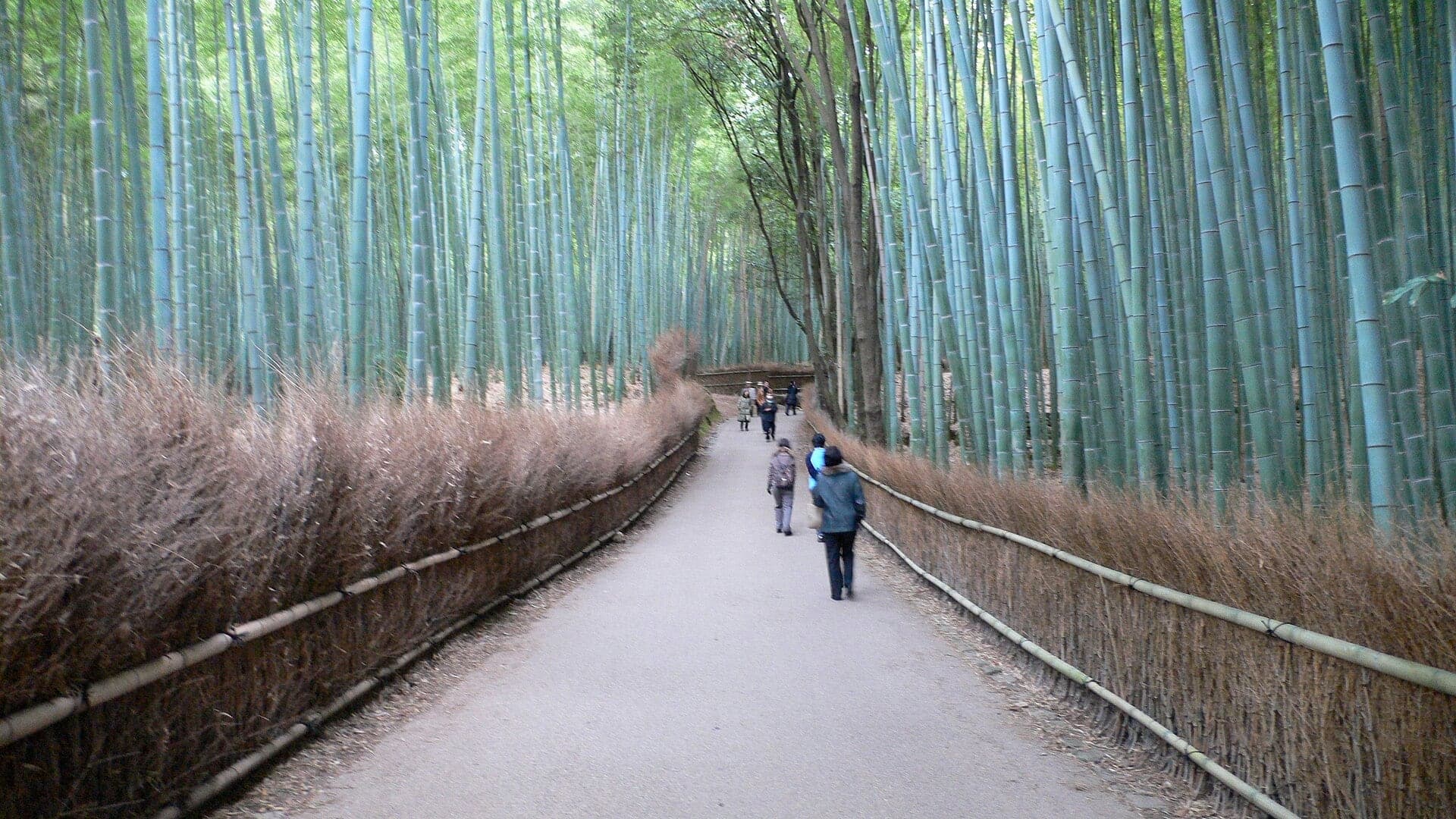 Bamboo Grove: A Forest That Is Kept