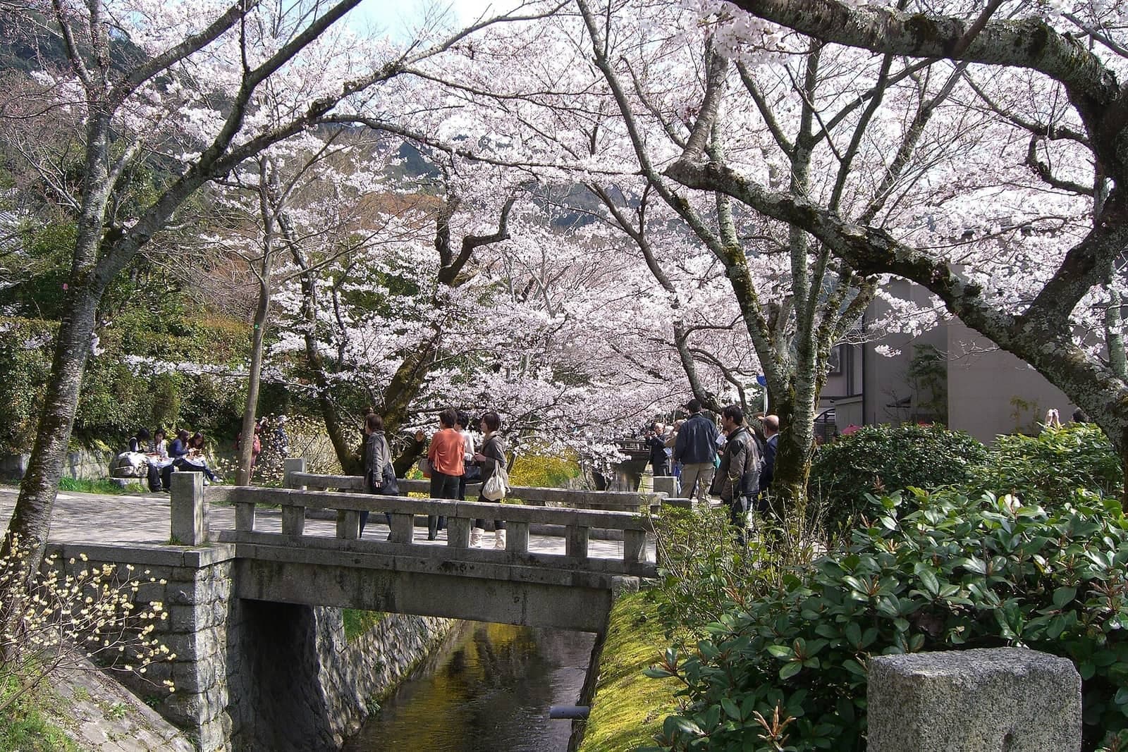 Kansetsu Cherries: A Painter's Gift