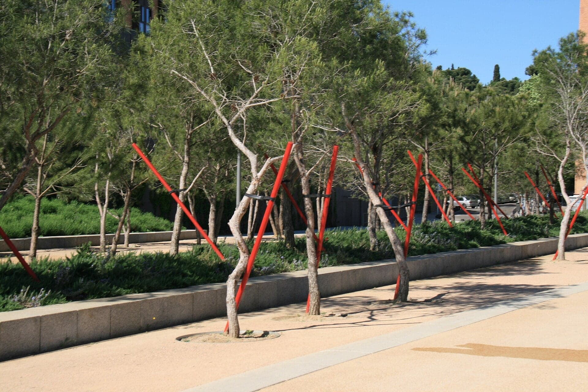Salón de Pinos: Pines on a Motorway