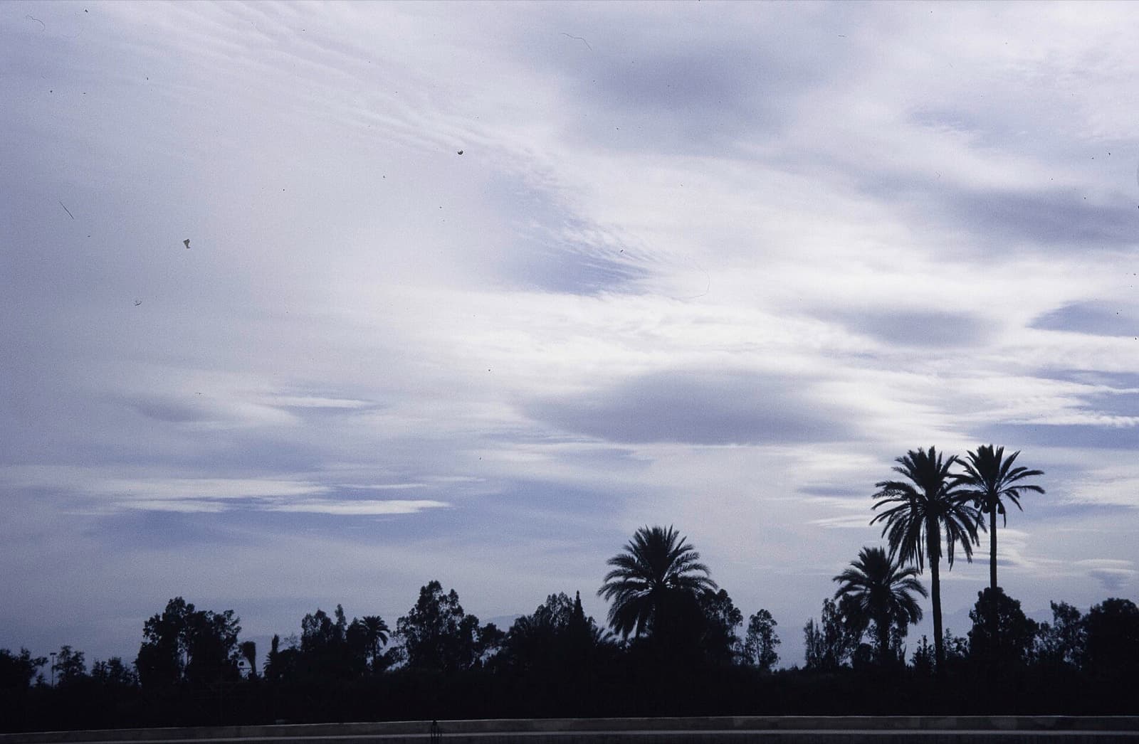 The Palmeraie: A Forest of Palms That Legend Plants from a Founding Army's Lunch