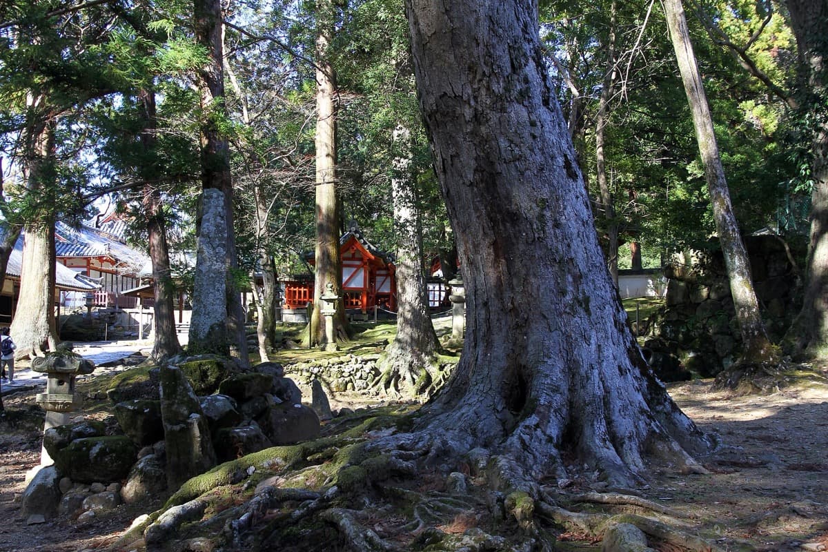 The Nara Forest No One Has Cut Since the Year 841
