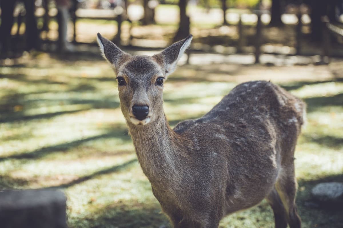 The Sacred Deer of Nara: Why a Whole City Protects Its Herd as Messengers of the Gods