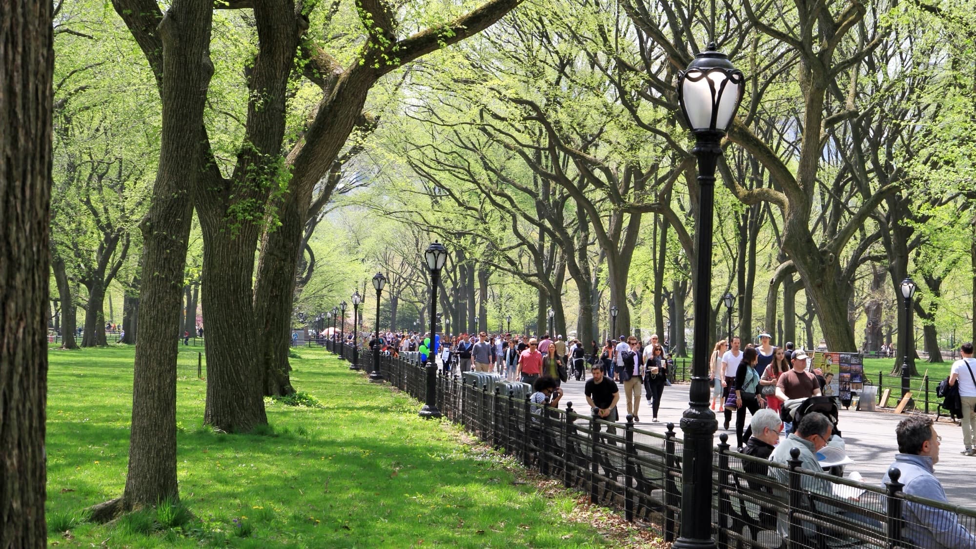 The Mall and Literary Walk: The Cathedral of Elms