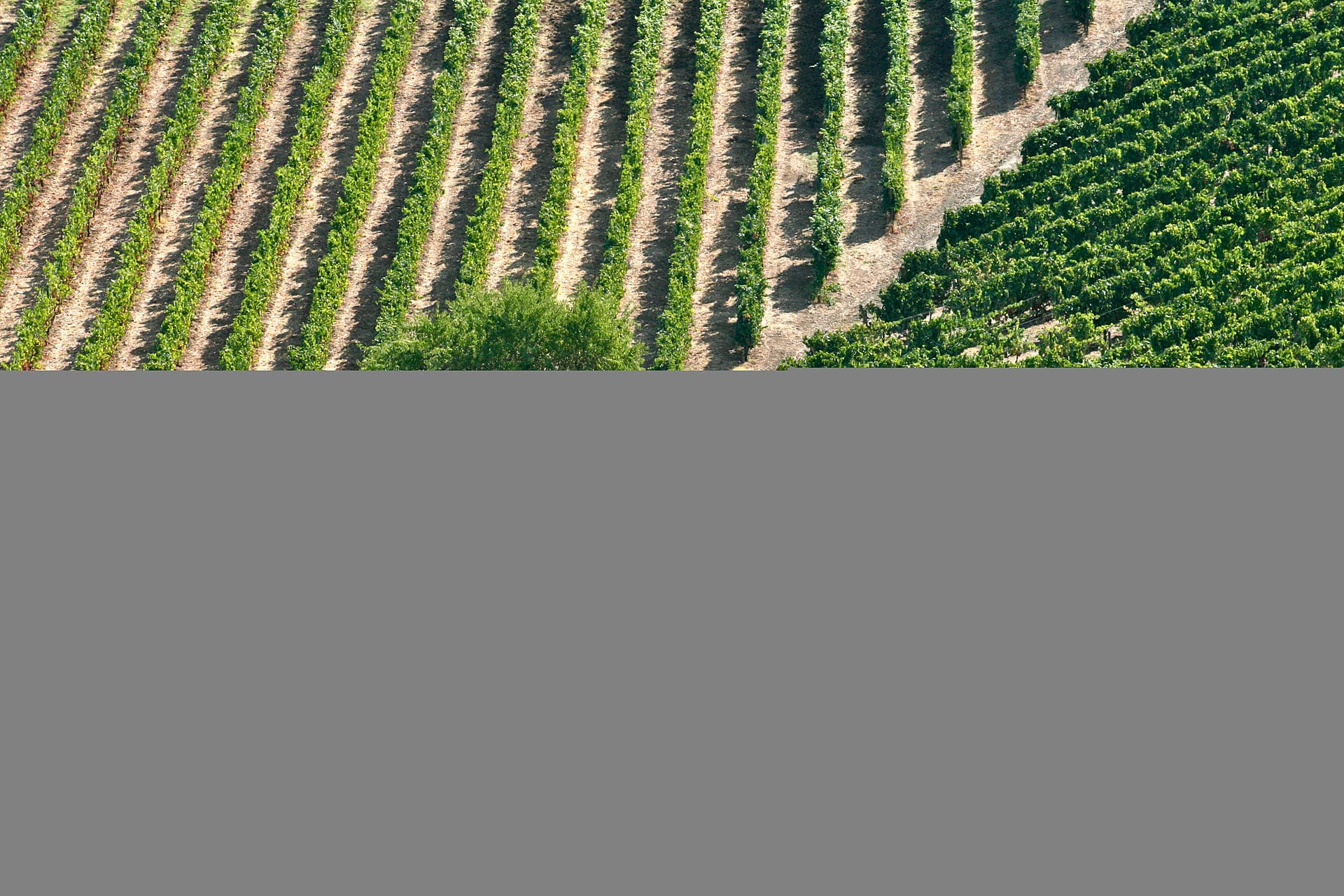 The Douro Demarcated Region: The Source