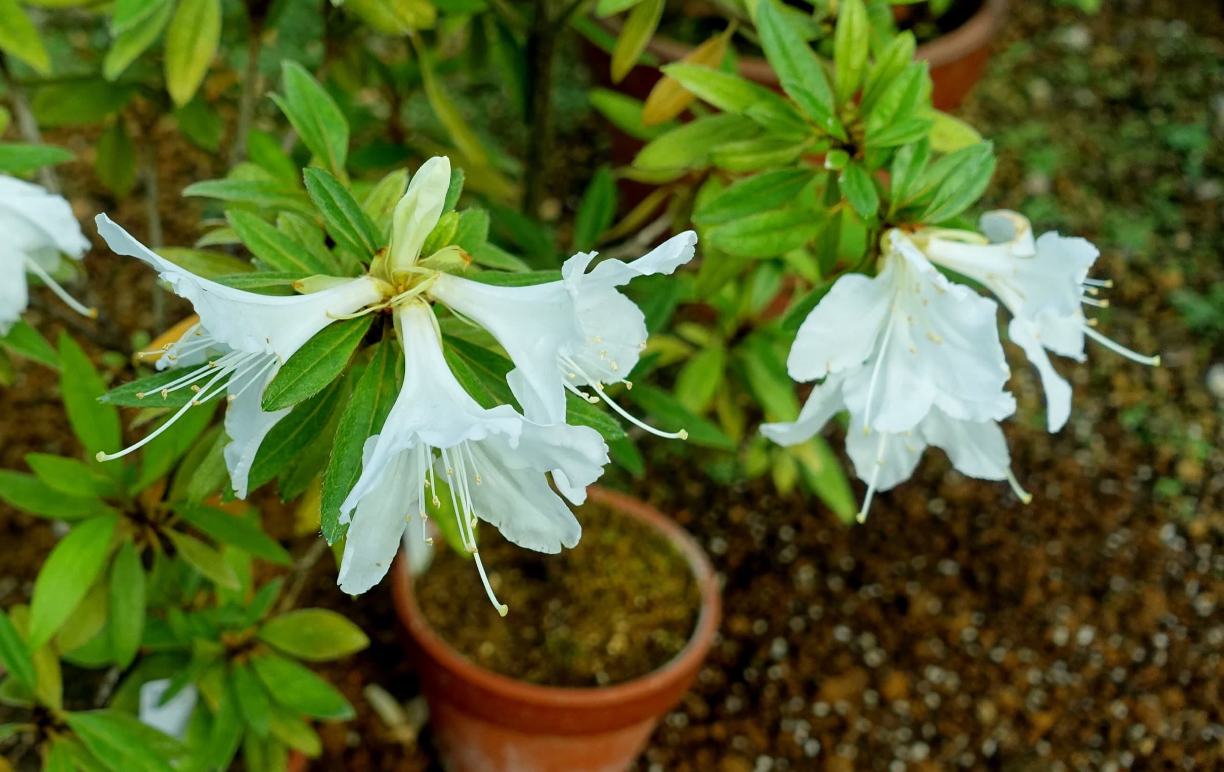 Inside the Greenhouse: The Ogasawara Islands