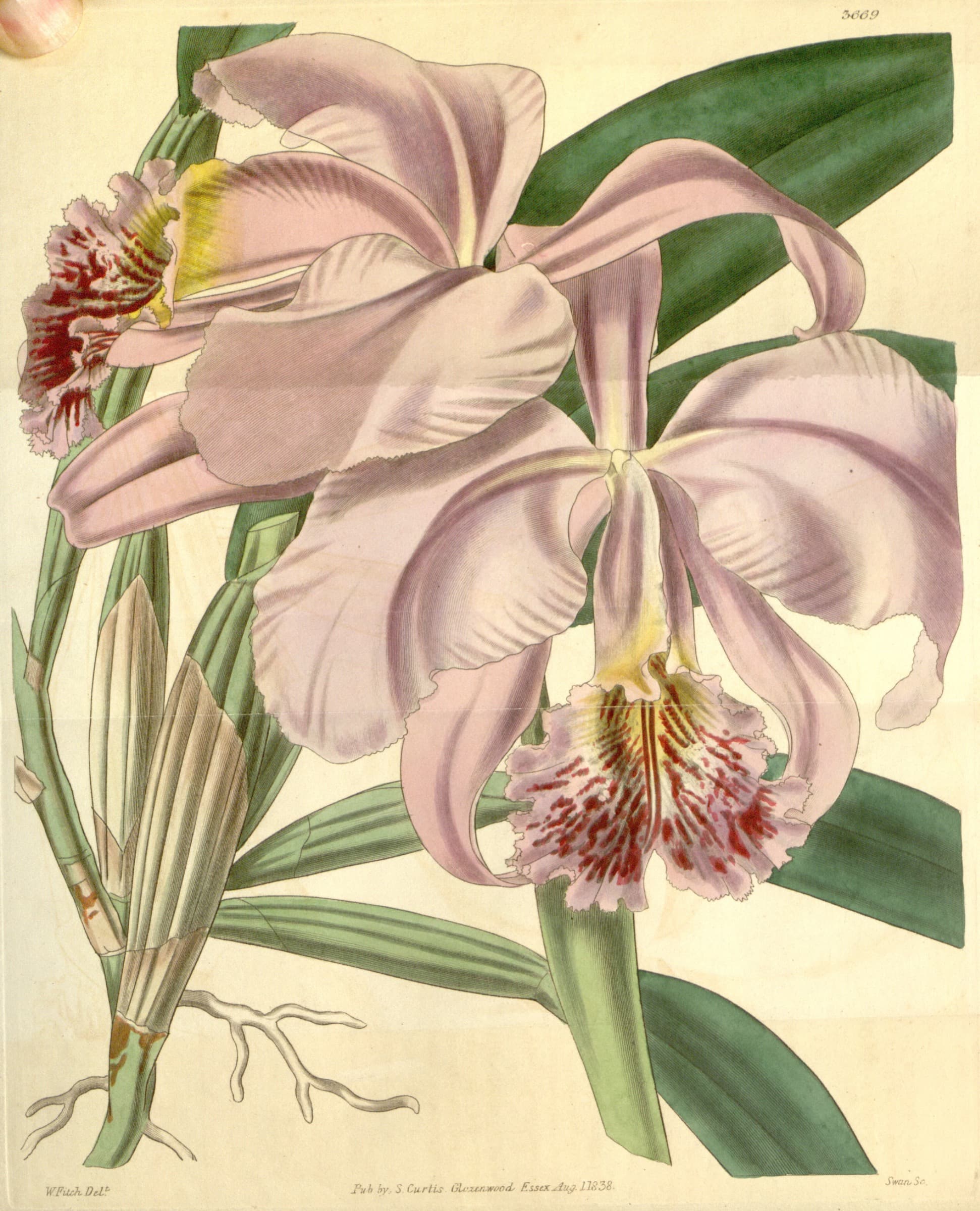 Inside the Greenhouse: Orchids Named Shinjuku