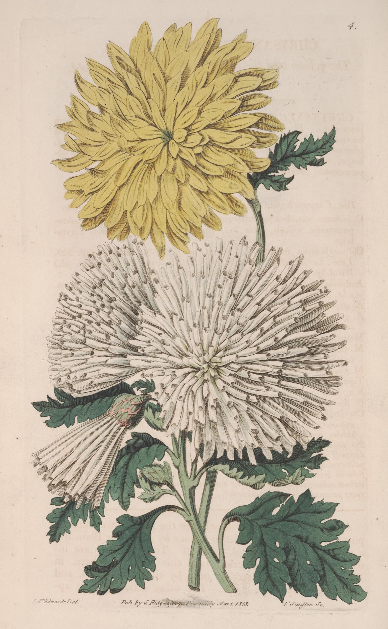 Rakuu-tei: Tea, Plums and Chrysanthemums