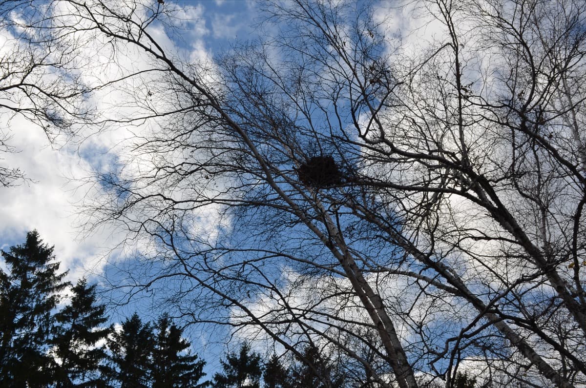 Algonquin and Ward's Island Village: The Community That Refused