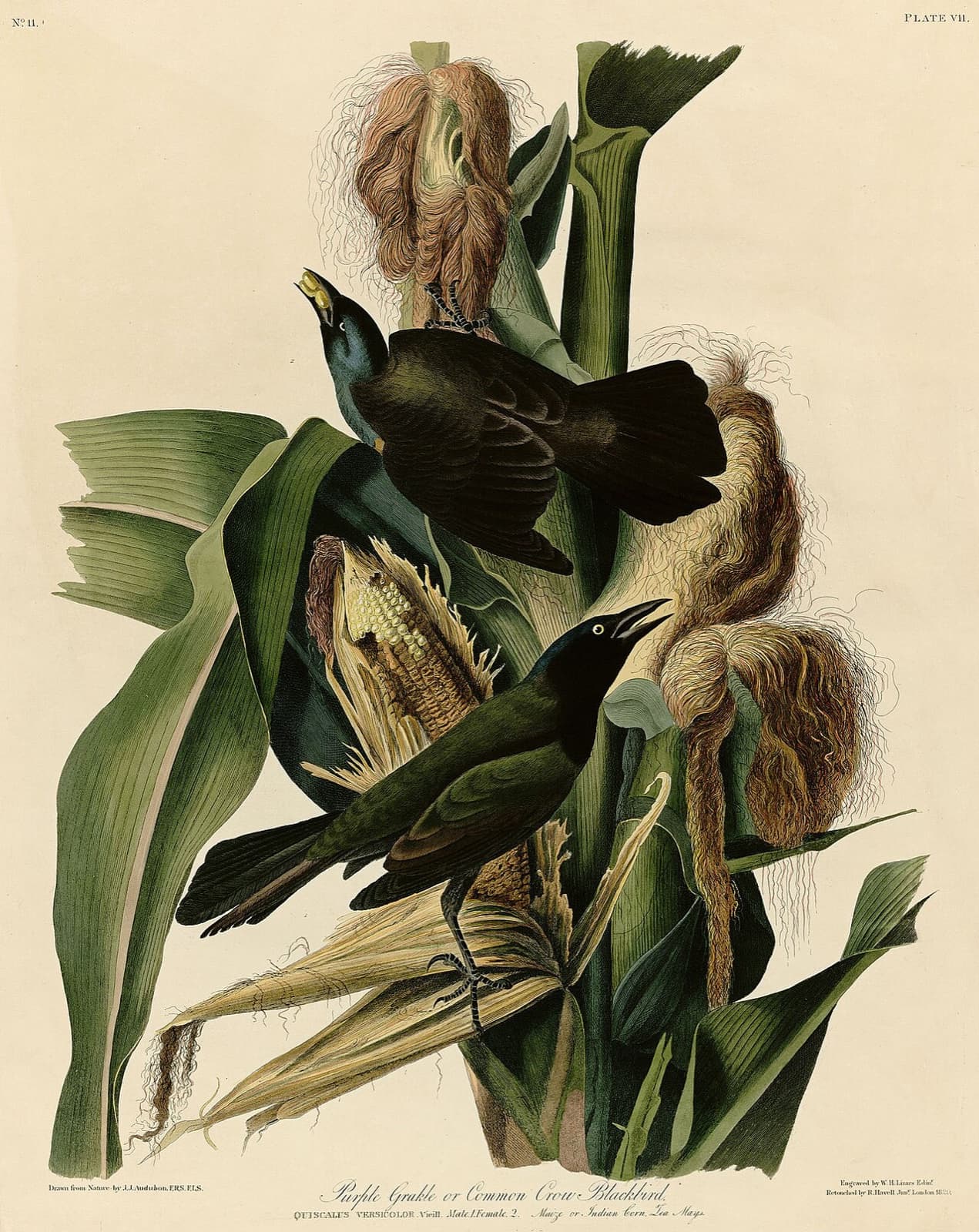 Lobb and Crawford: The Evening Roost