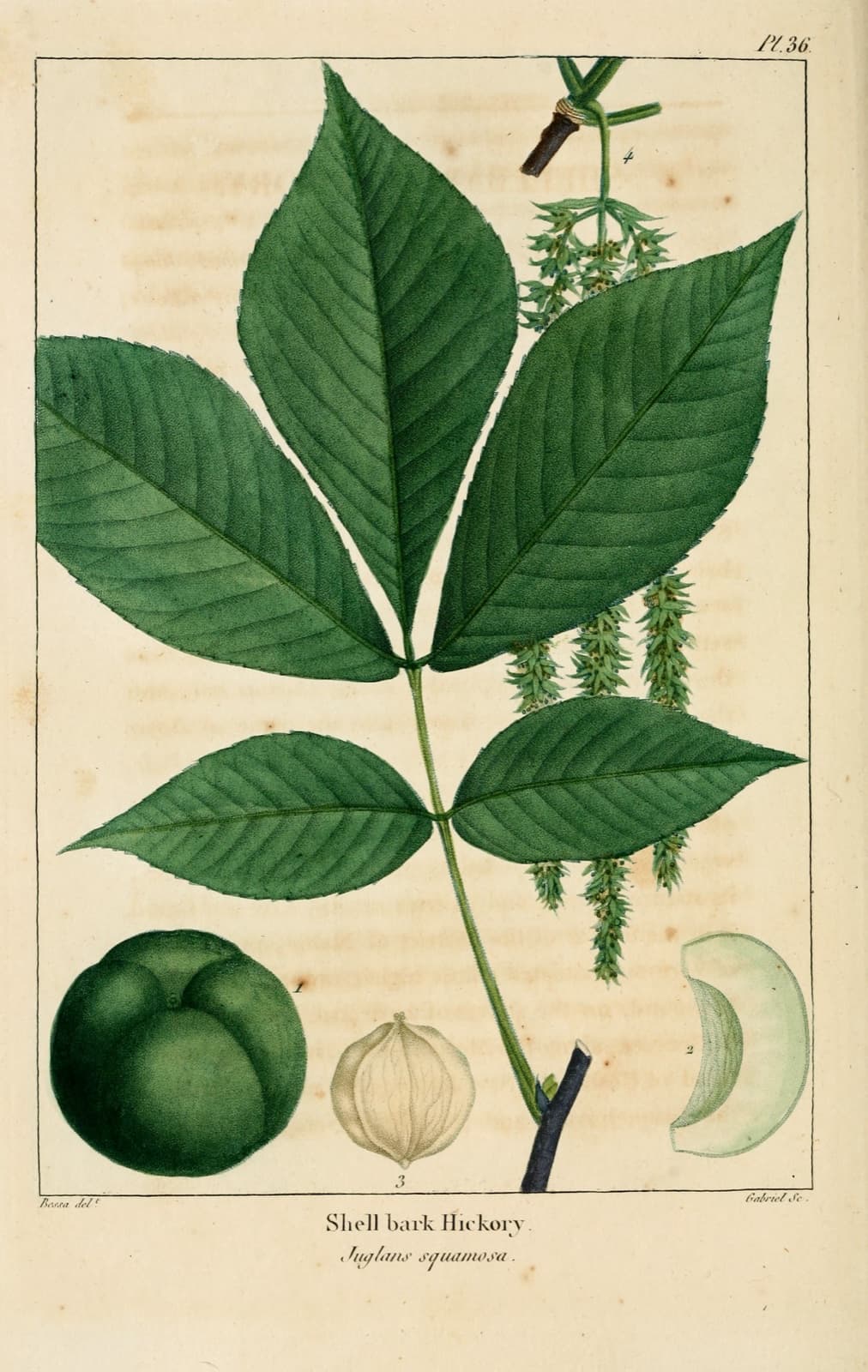 The Last Hickory