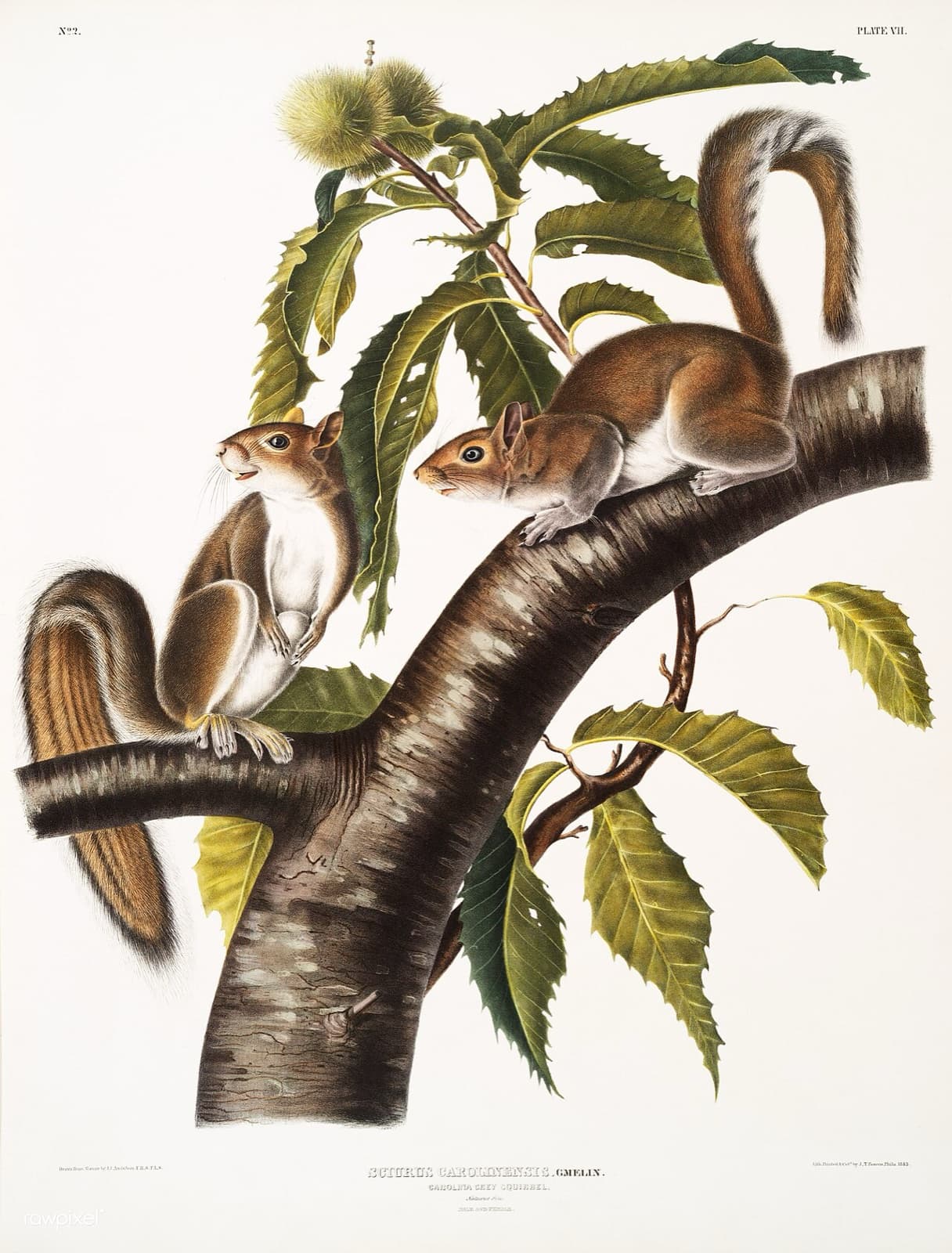 The White Squirrel Trees